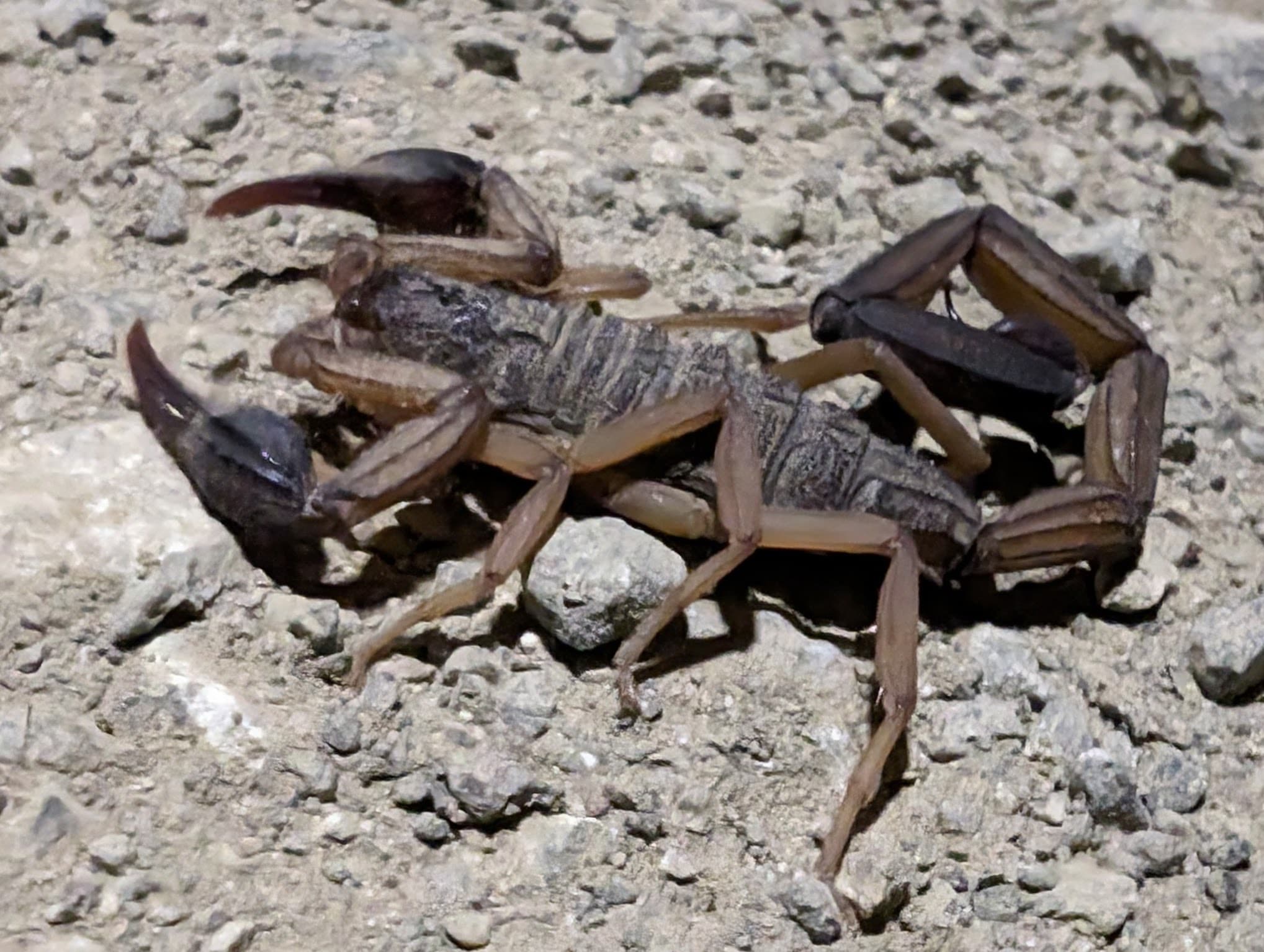 A bark scorpion, likely Edward’s bark scorpion (Centruroides edwardsii). Potrero.