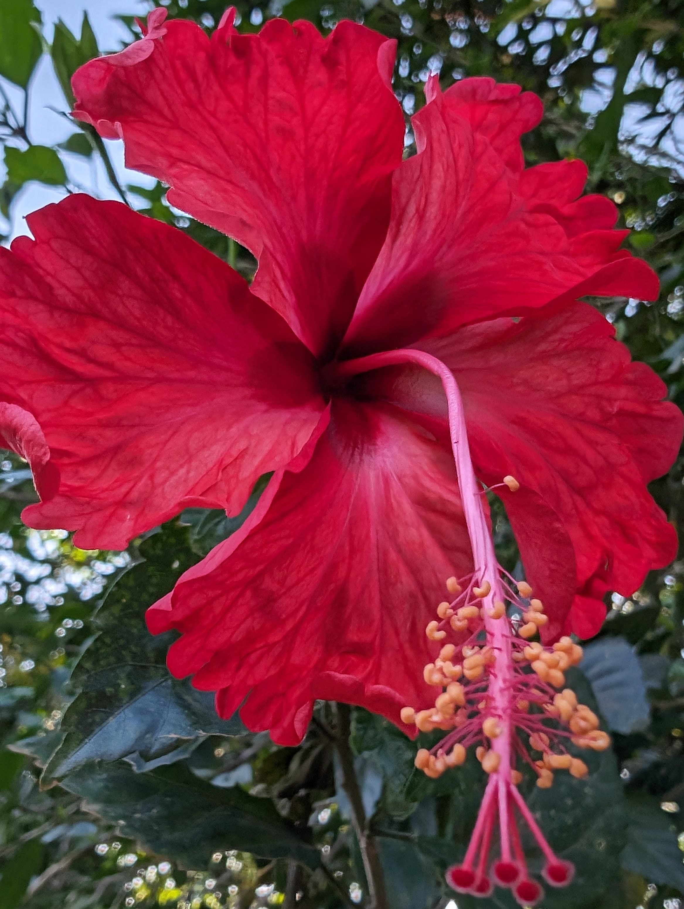 Red hibiscus in Potrero.