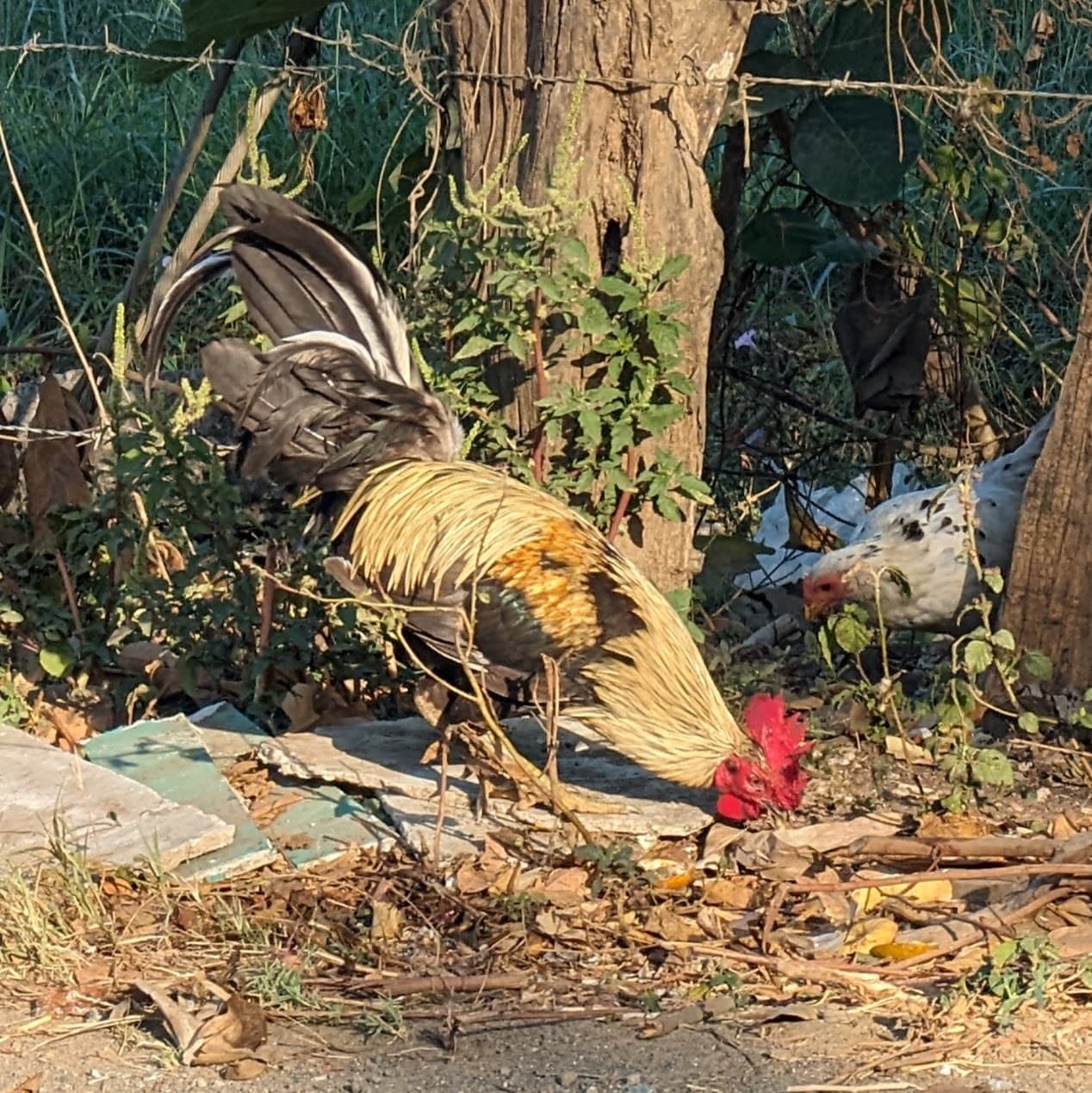 A domestic rooster (Gallus gallus domesticus) in the morning light. Potrero.