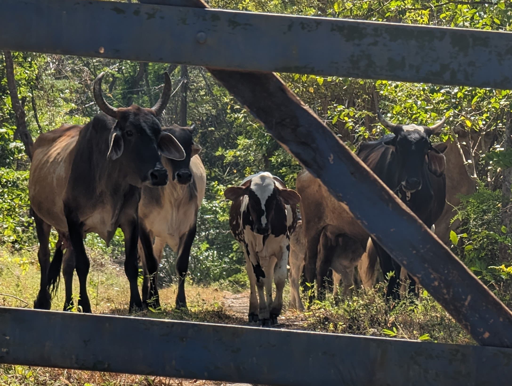 Cattle behind a gate in Guanacaste.