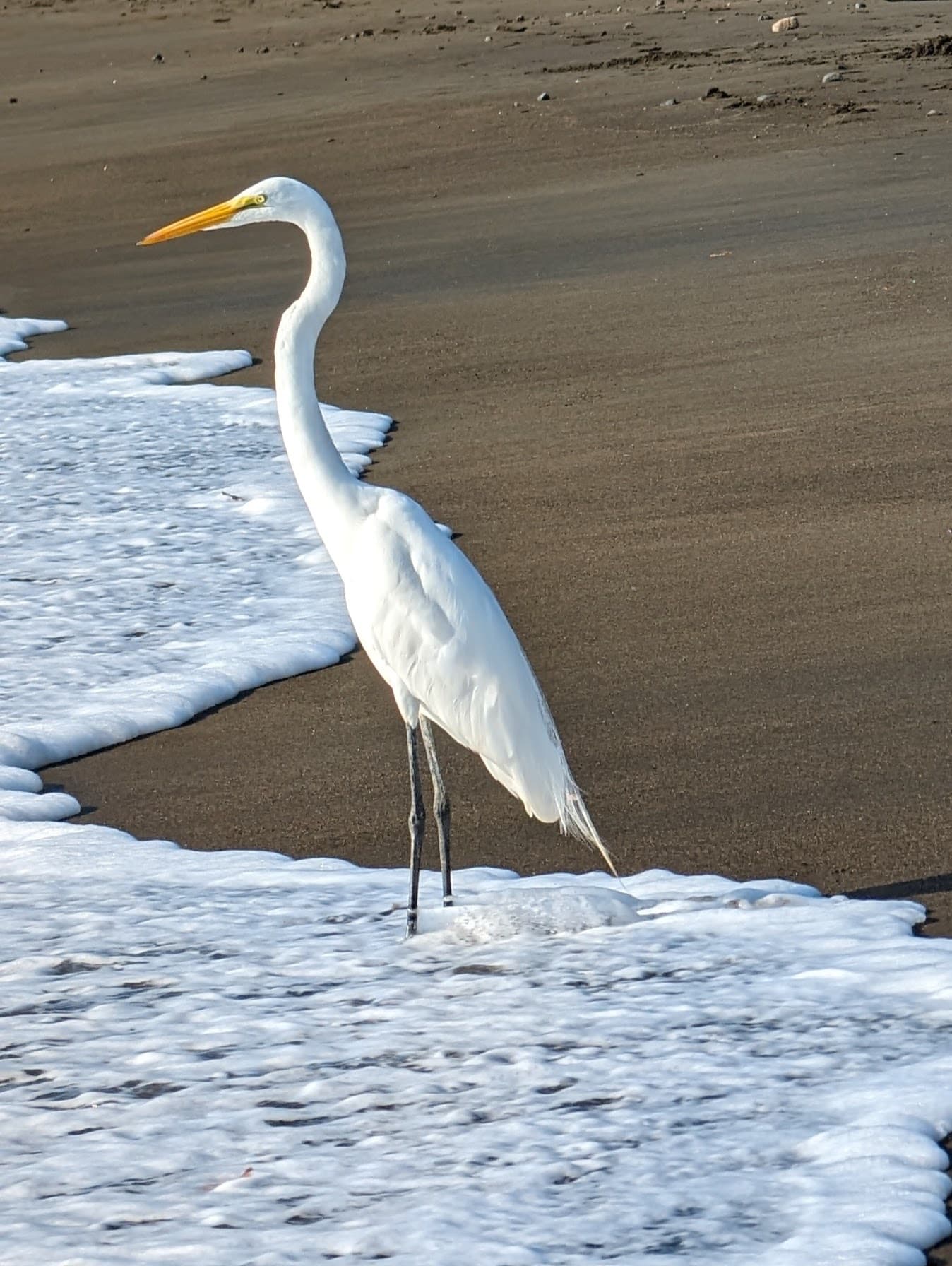 A great egret (Ardea alba) in the surf. Potrero.