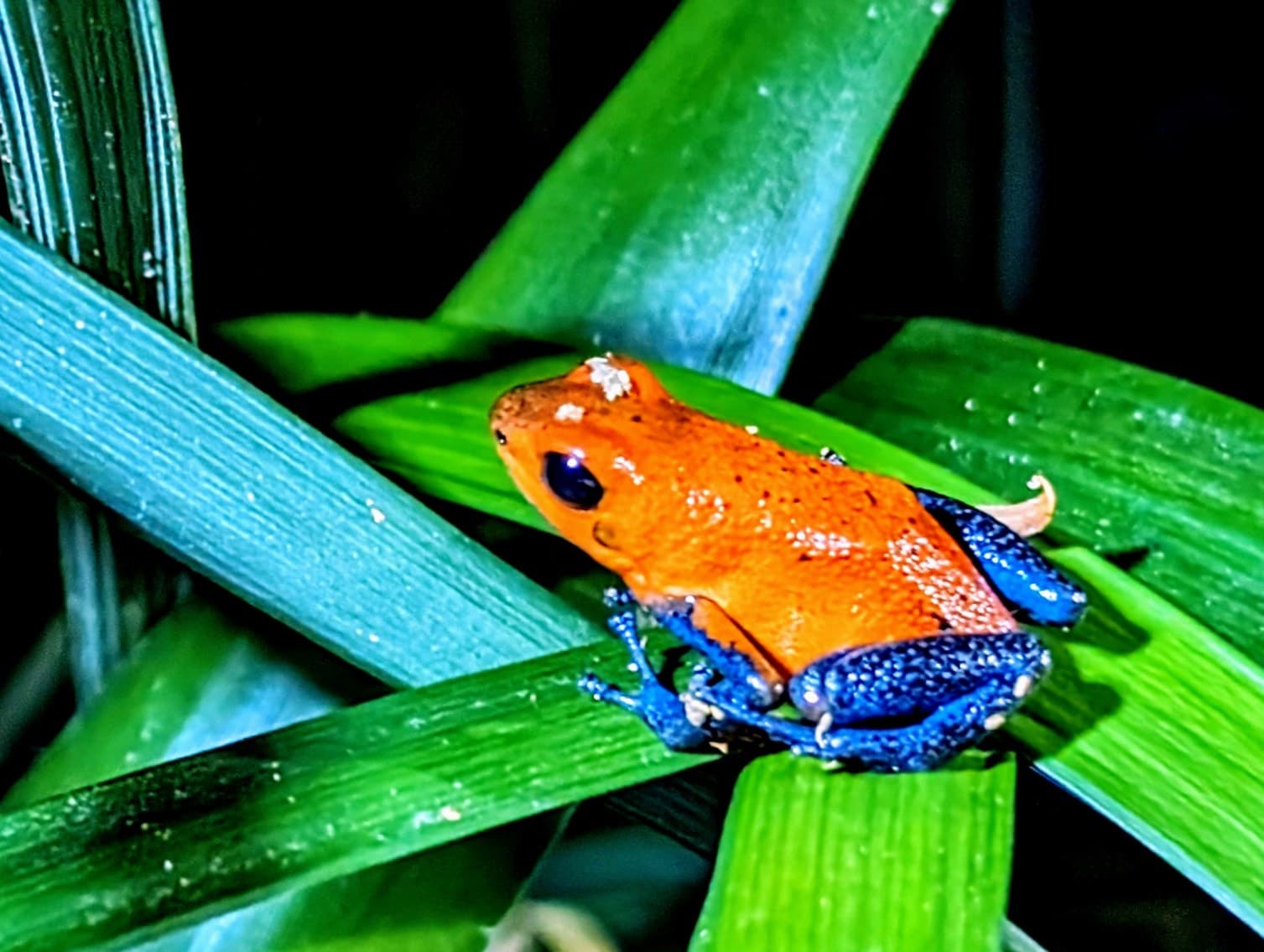 A strawberry poison dart frog (Oophaga pumilio), with the blue legs of its blue-jeans form. Alajuela.