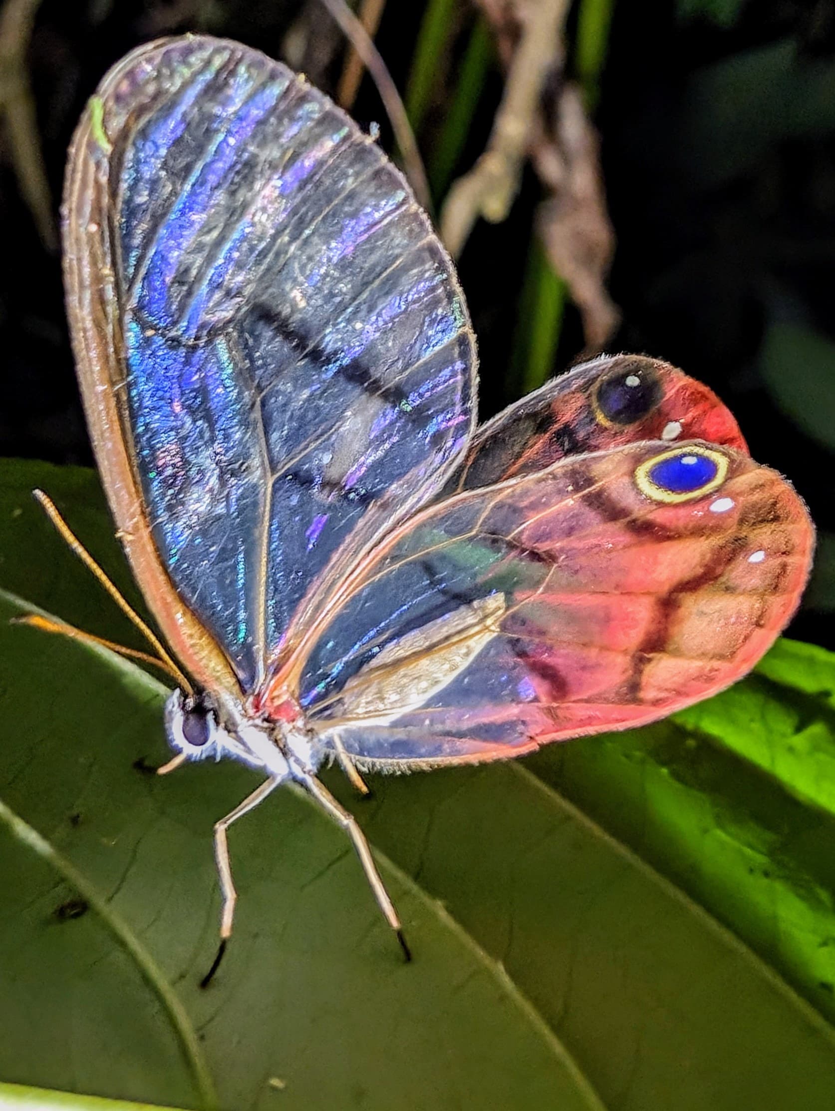 A blushing phantom butterfly (Cithaerias pireta), with translucent wings and eye-like spots that may distract predators. Alajuela.