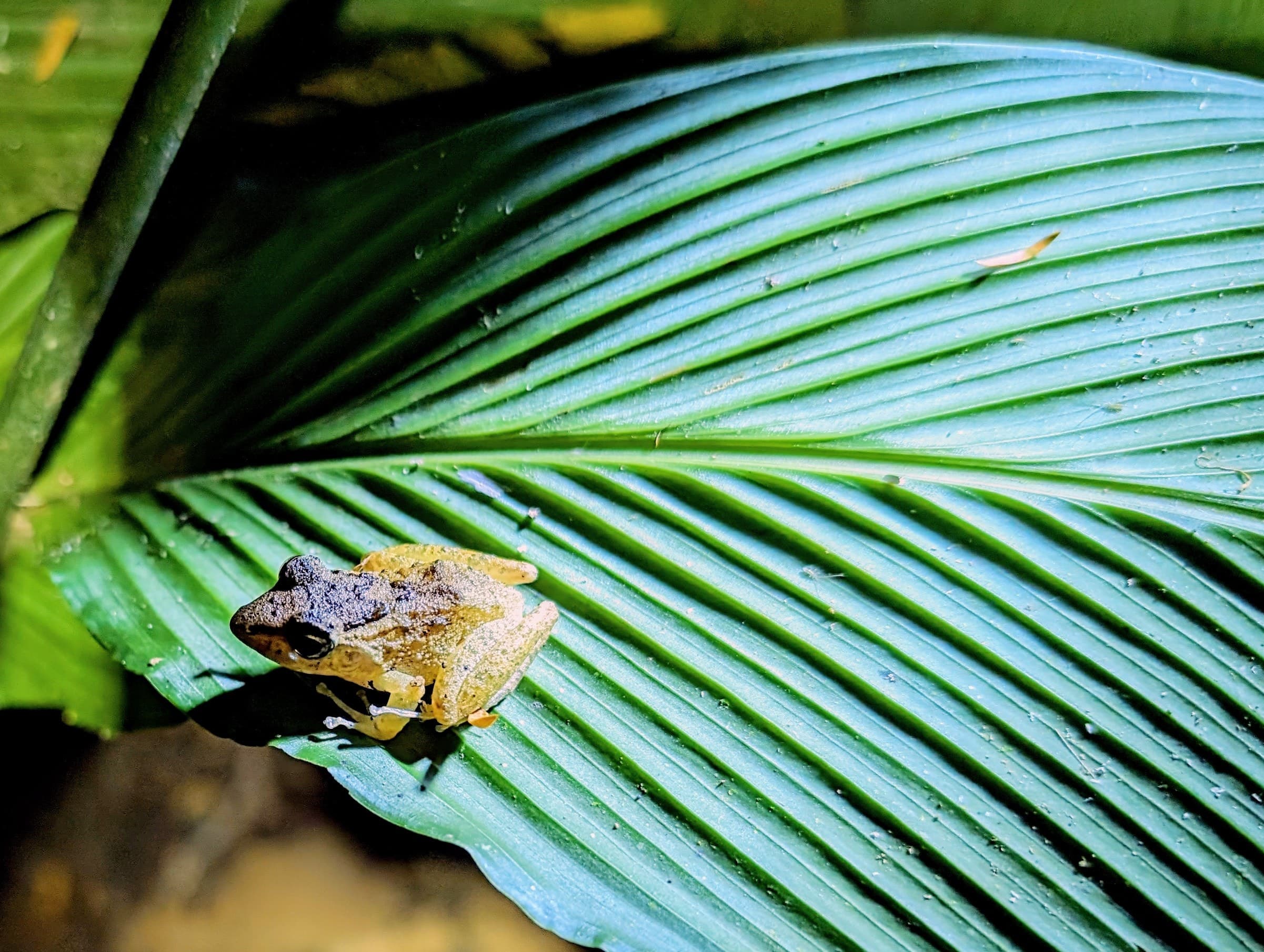 An hourglass treefrog (Dendropsophus ebraccatus) resting on a leaf. Alajuela.