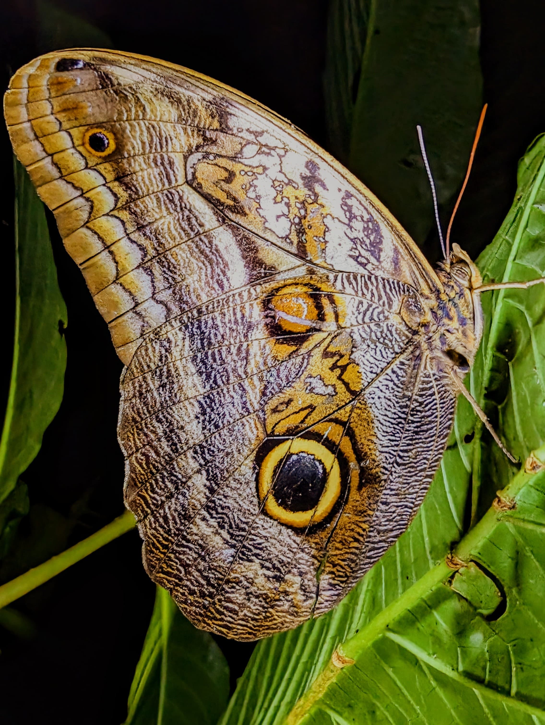 An owl butterfly (Caligo sp.), its large wing eyespot mimicking a larger animal’s eye and potentially discouraging predators. Alajuela.