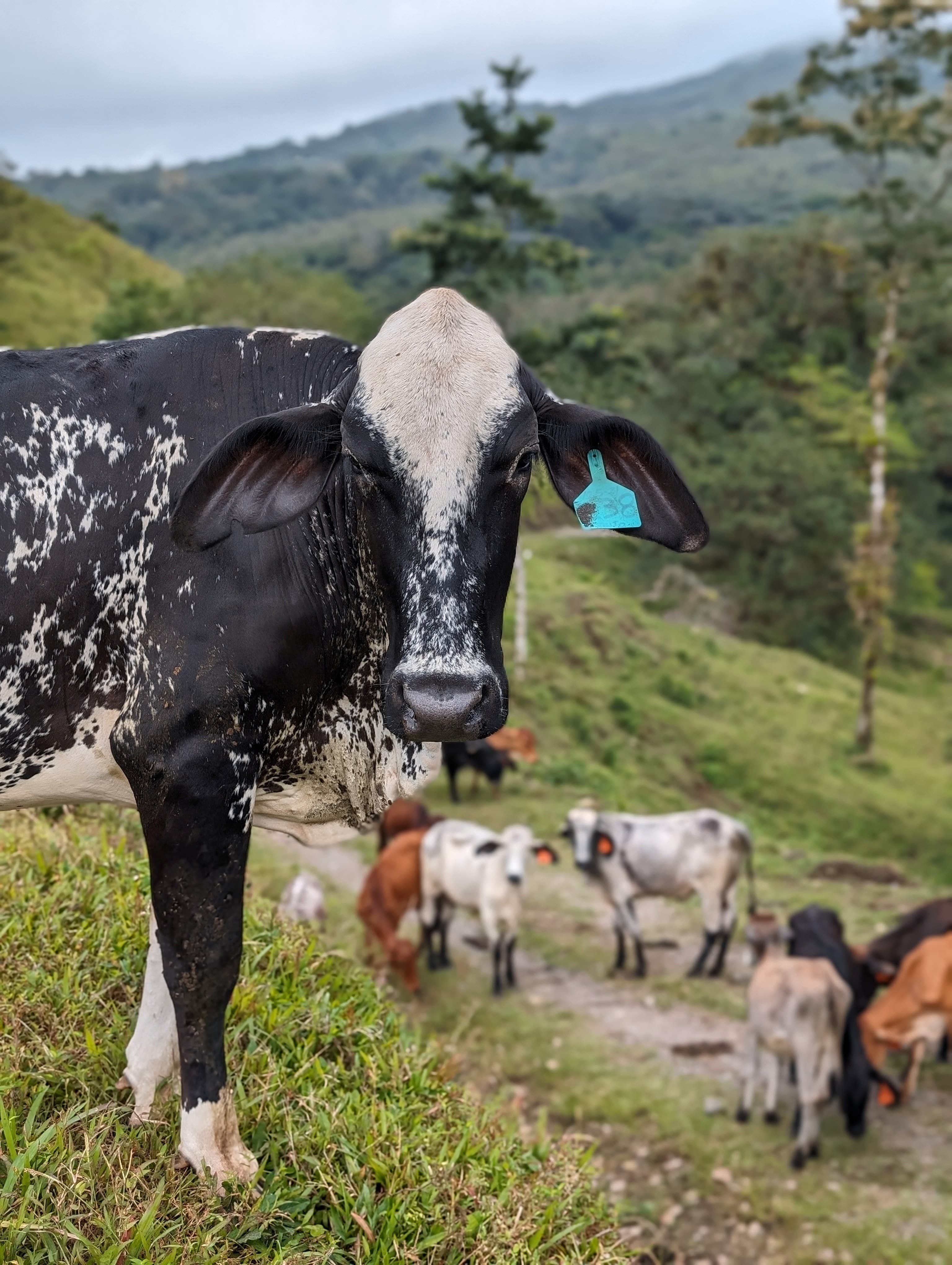 Cattle on a hillside near Arenal.
