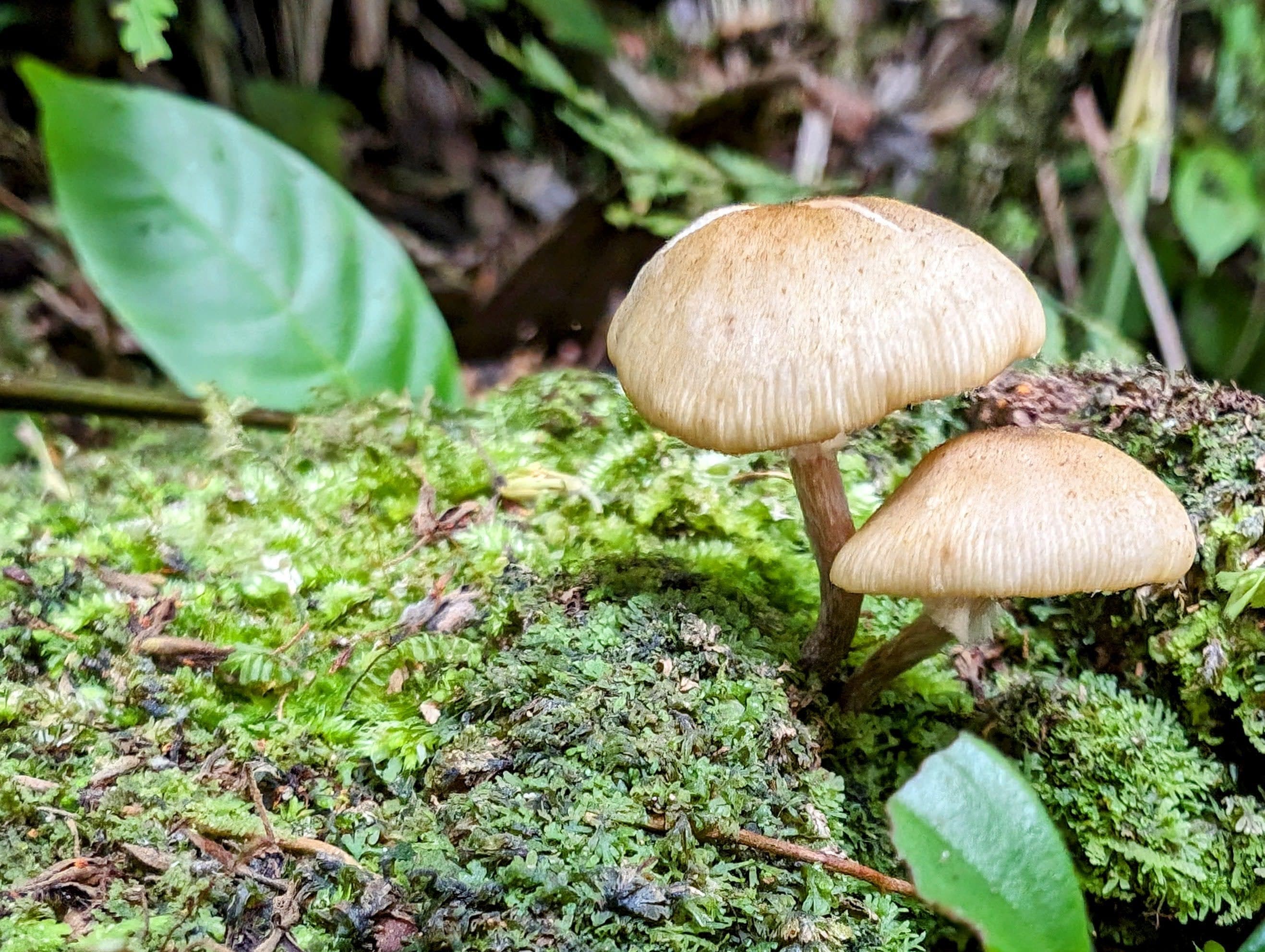 Mushrooms growing in moss. Alajuela.