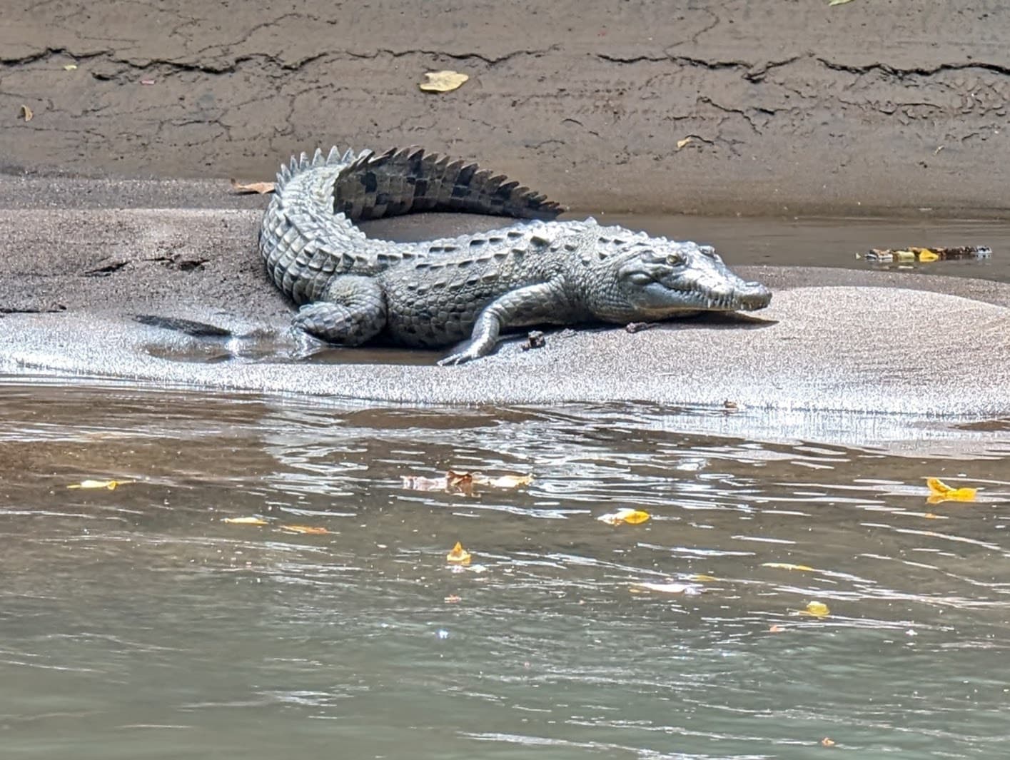An American crocodile (Crocodylus acutus) on the riverbank. Alajuela.