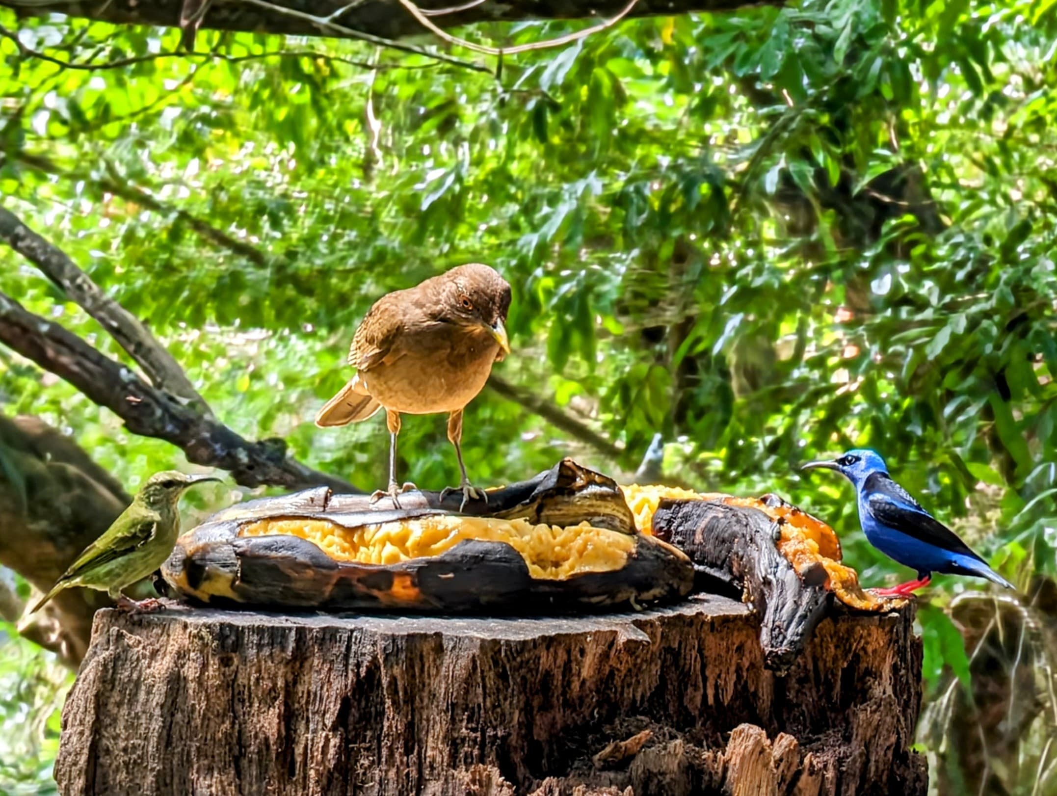 A clay-colored thrush (Turdus grayi) and male and female red-legged honeycreepers (Cyanerpes cyaneus) sharing fruit. Boca Arenal.