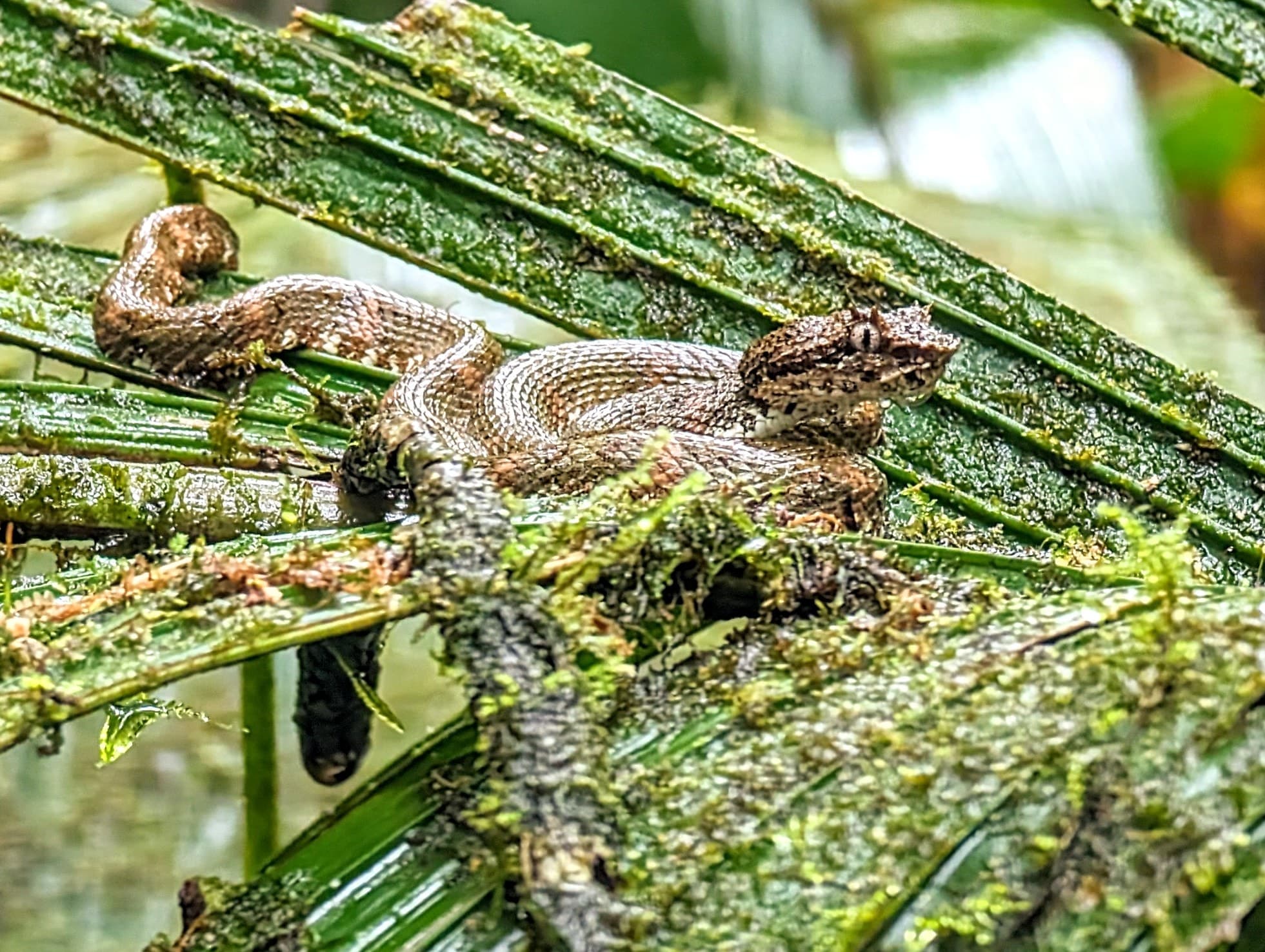 An eyelash viper among wet leaves. Alajuela.