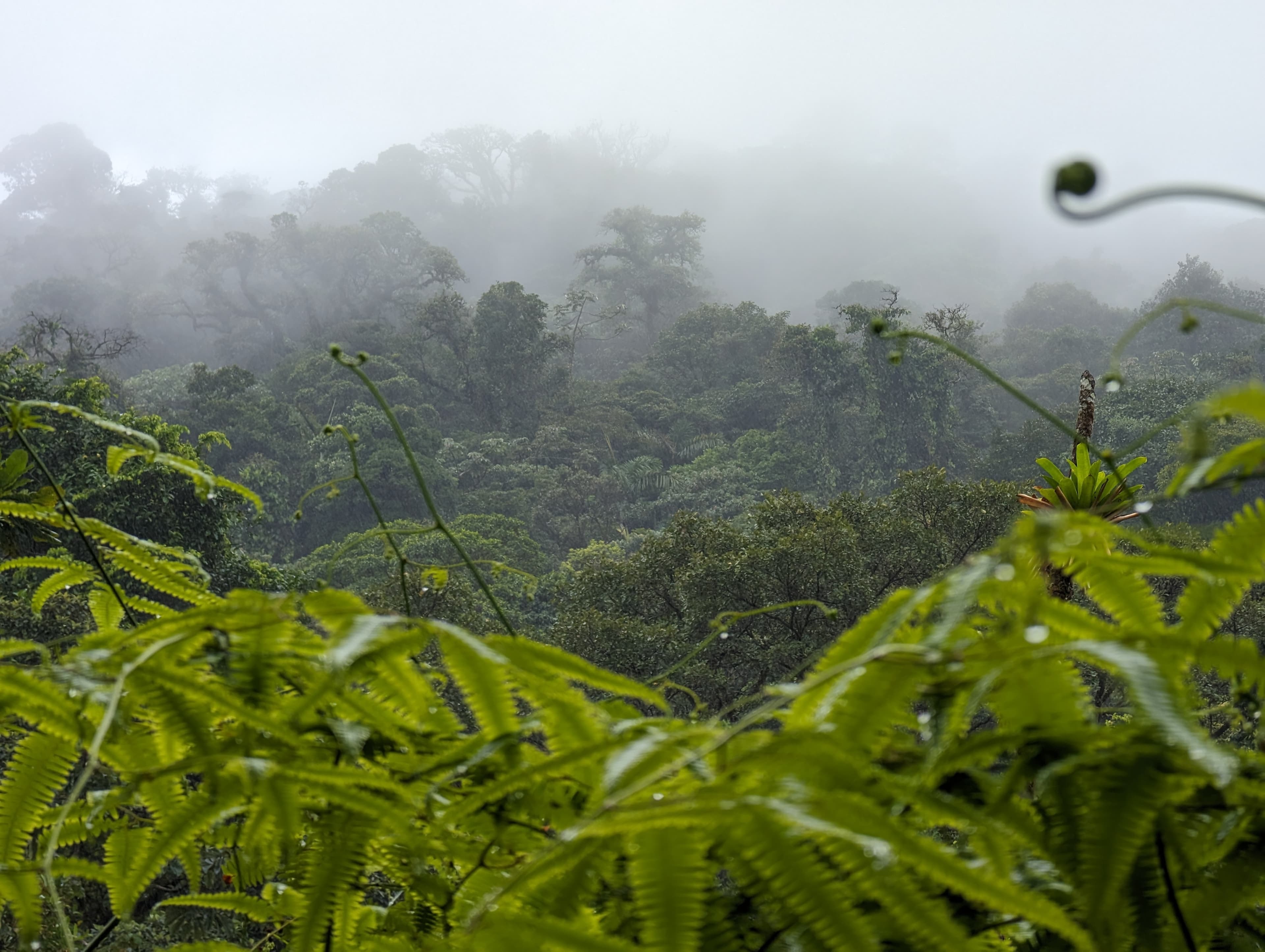 Mist over the forest. Alajuela.