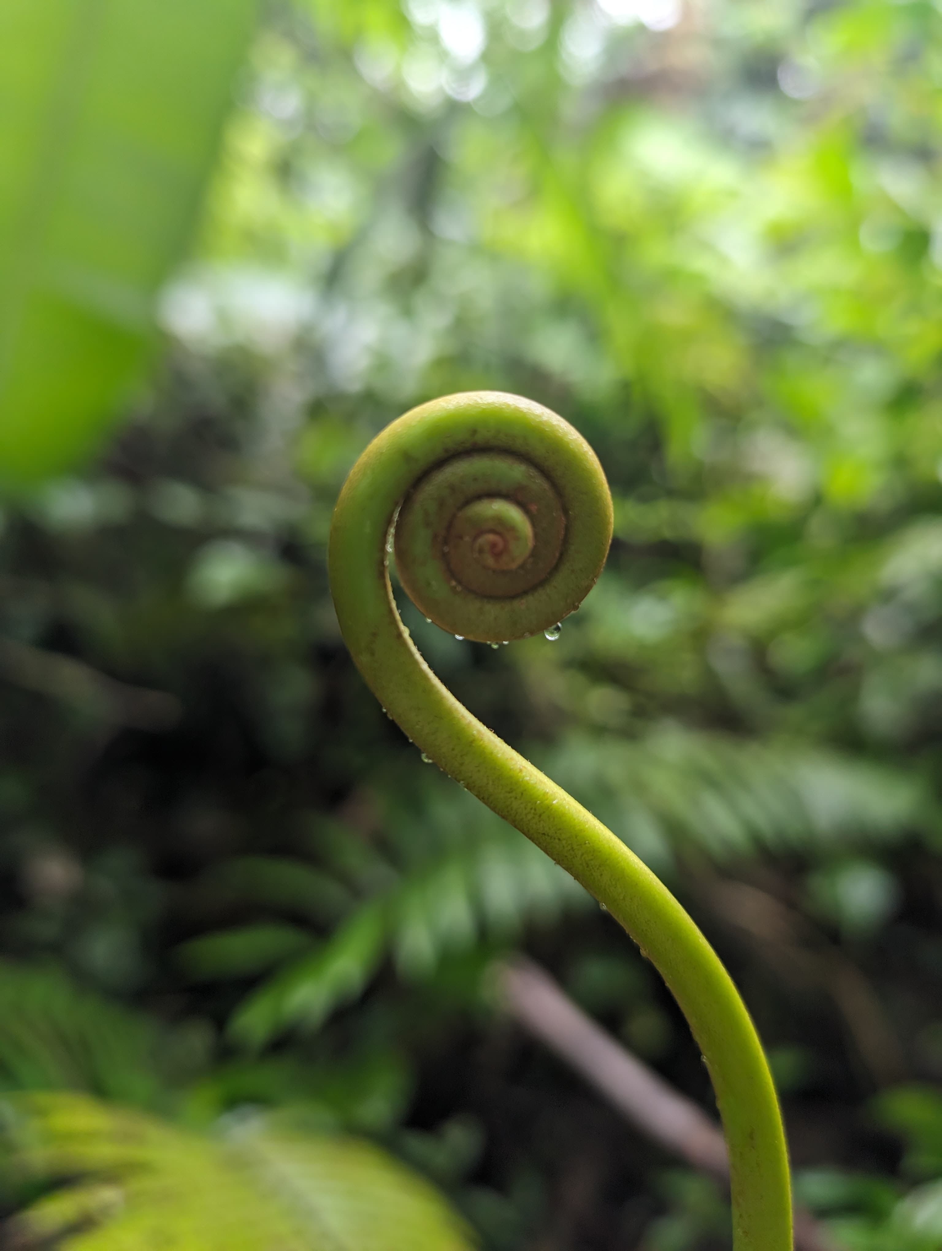 A fern beginning to unfurl. Alajuela.
