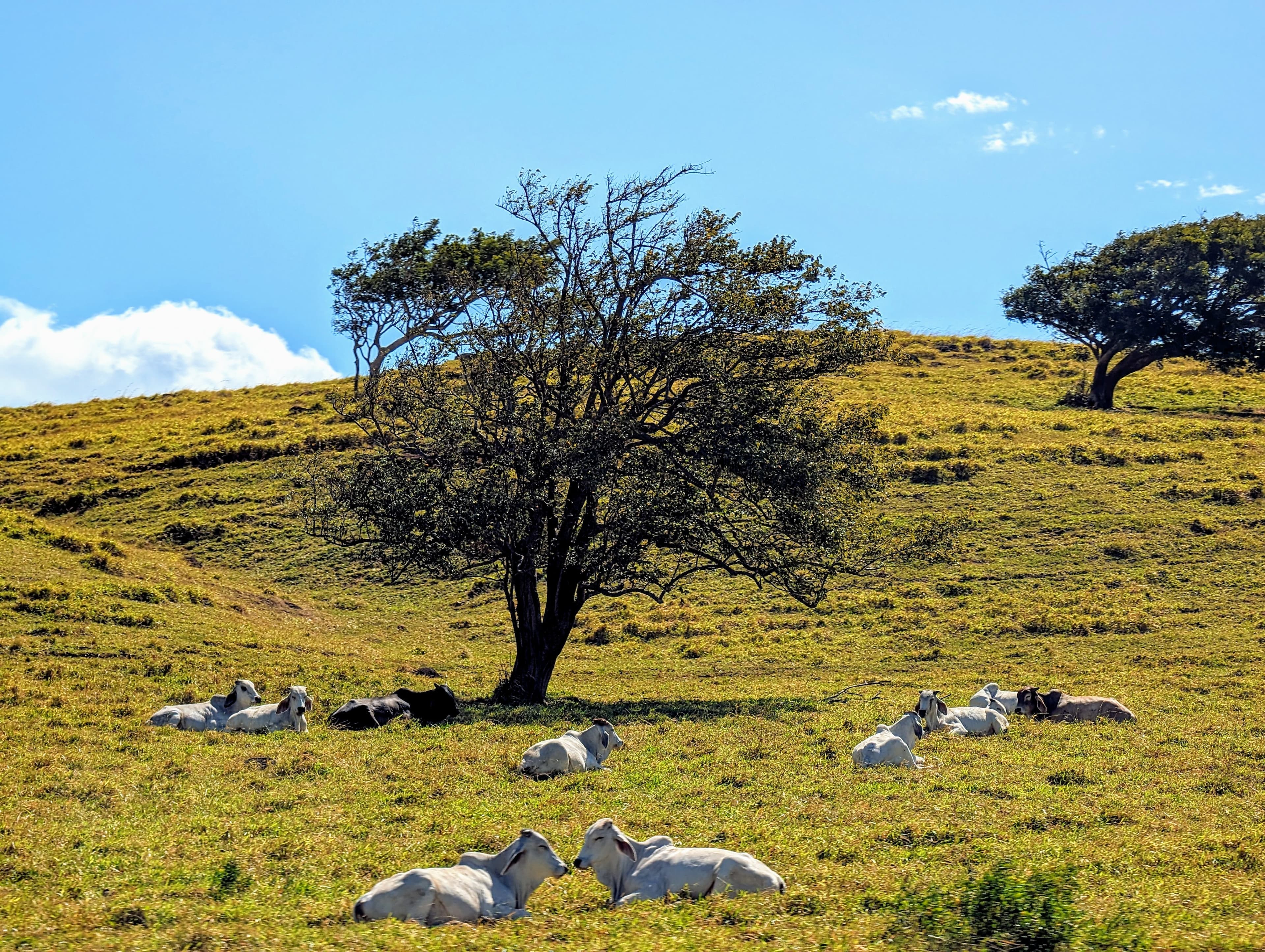 Cattle resting under a tree. Guanacaste.