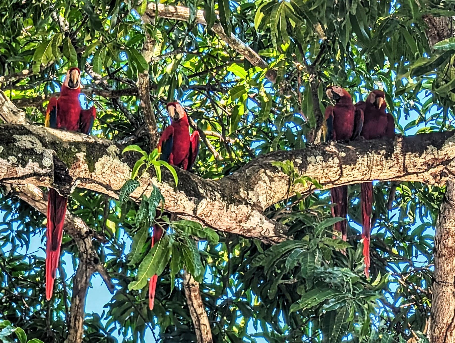 Scarlet macaws (Ara macao) in the trees. La Palma.
