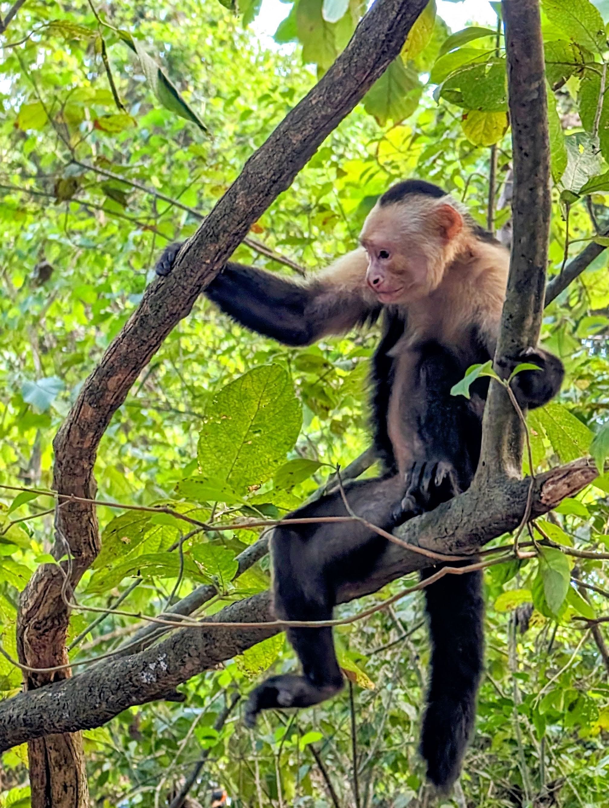 A Panamanian white-faced capuchin (Cebus imitator) in the trees. Montezuma.
