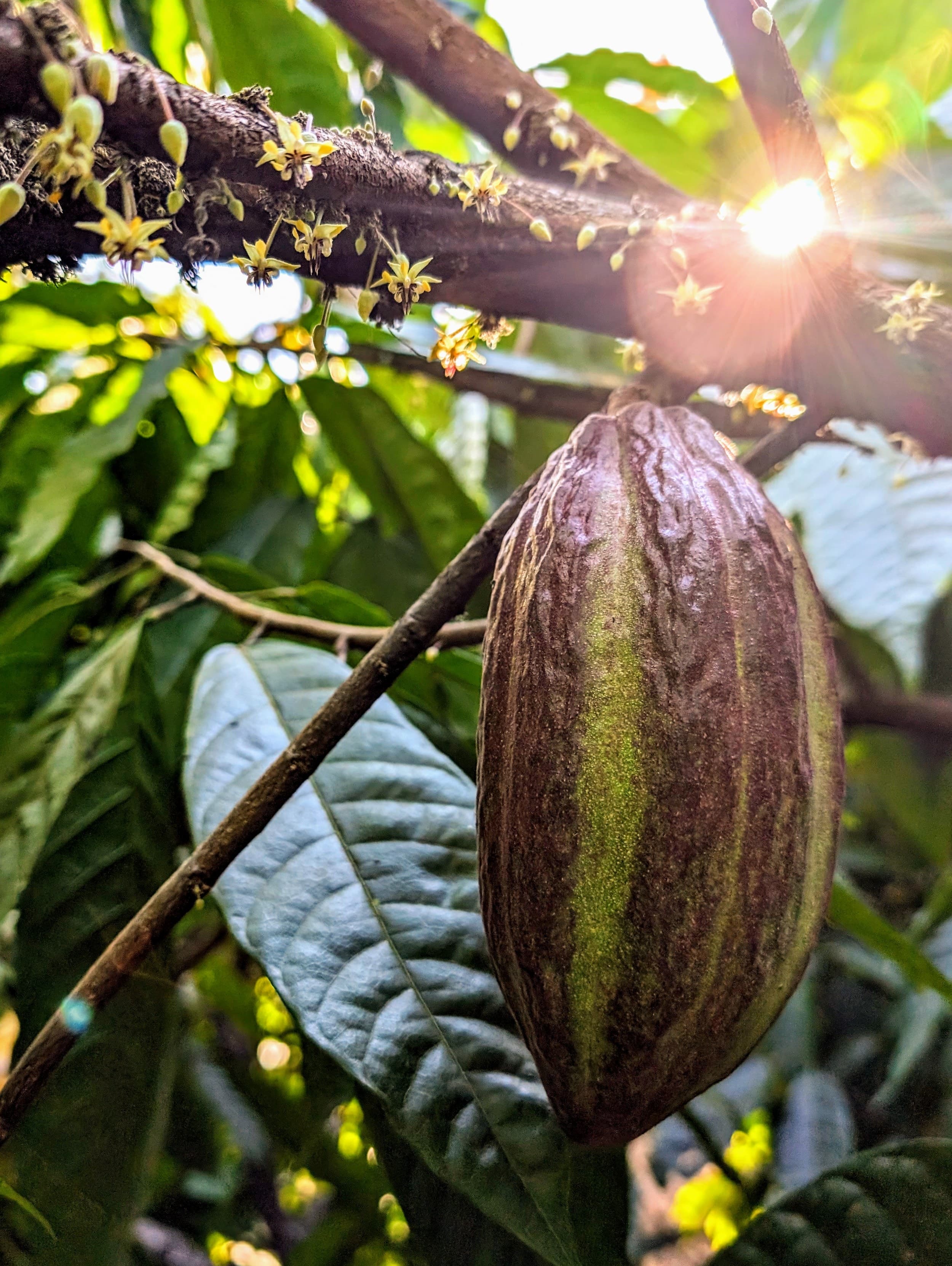 A cacao pod in the sunlight. Guardia.