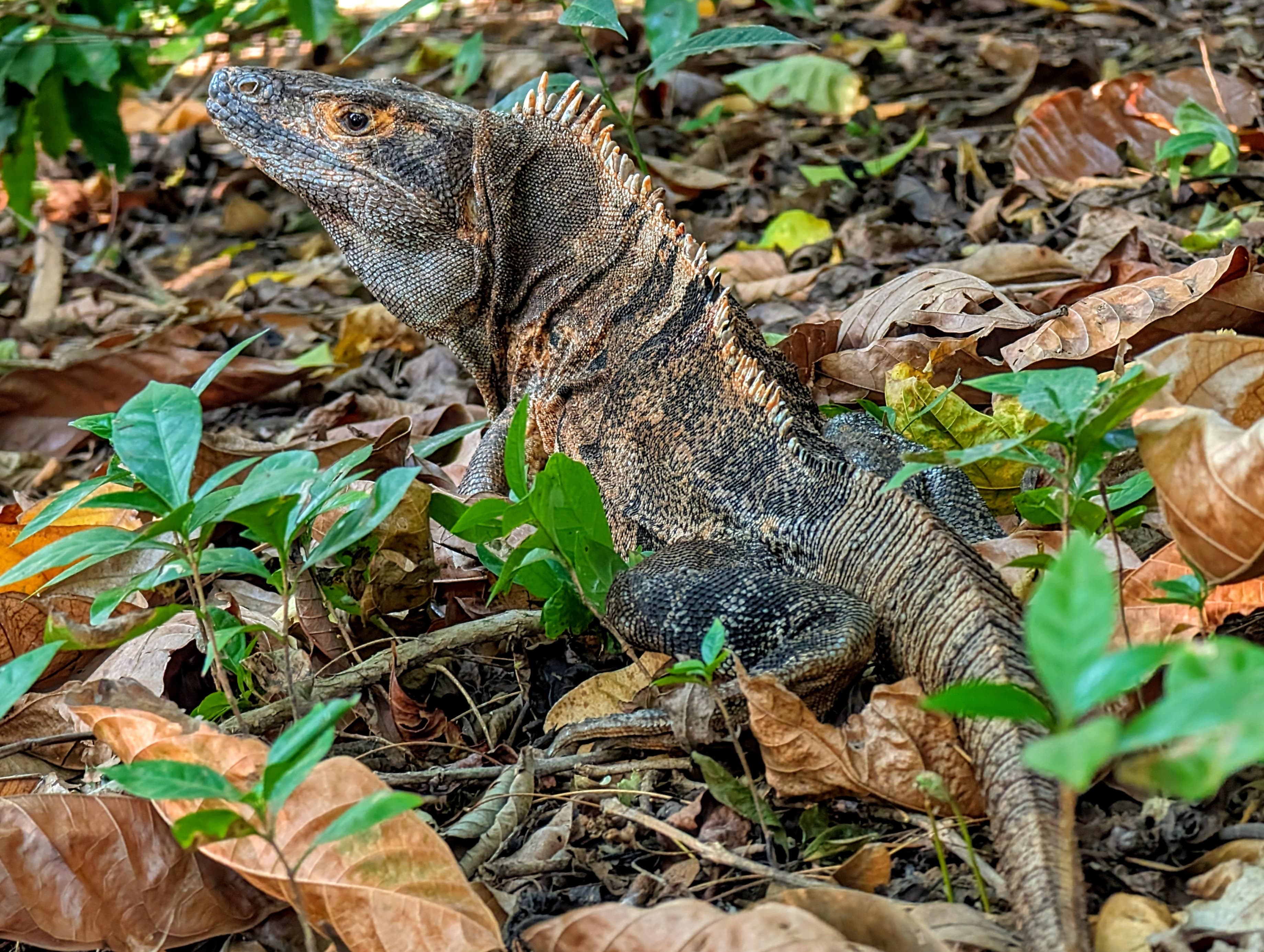 A black spiny-tailed iguana (Ctenosaura similis) in the leaf litter. Guardia.