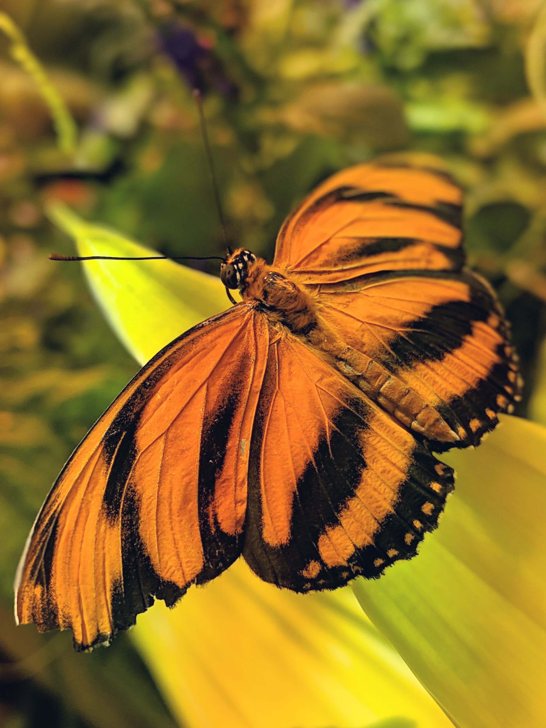 A banded orange butterfly with wings spread on a sunlit leaf.