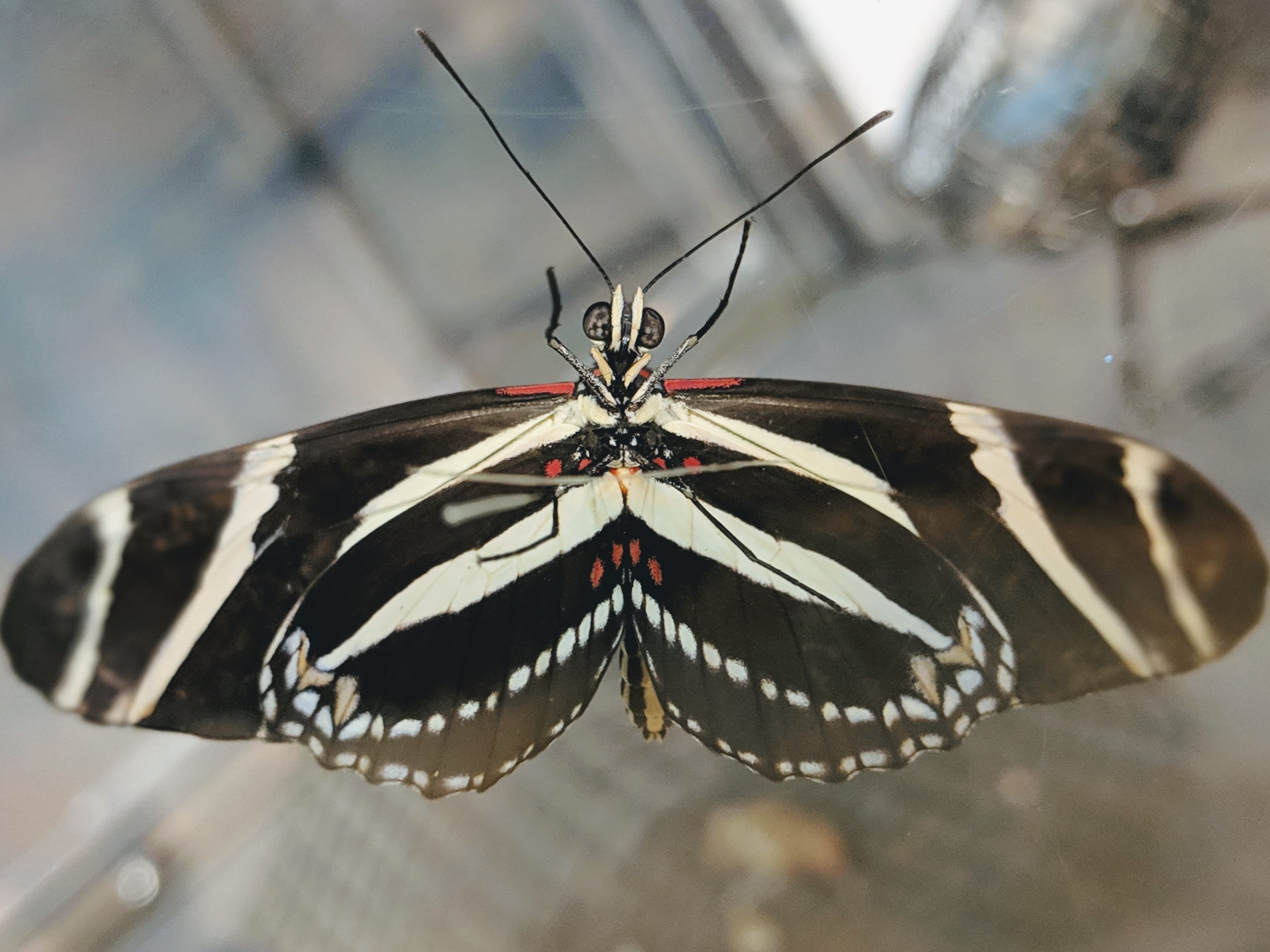 A zebra longwing with its striped wings spread.