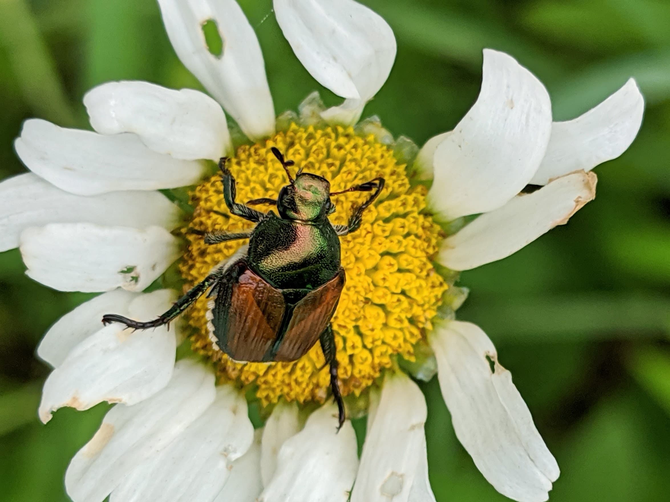 A Japanese beetle at the center of a white flower.