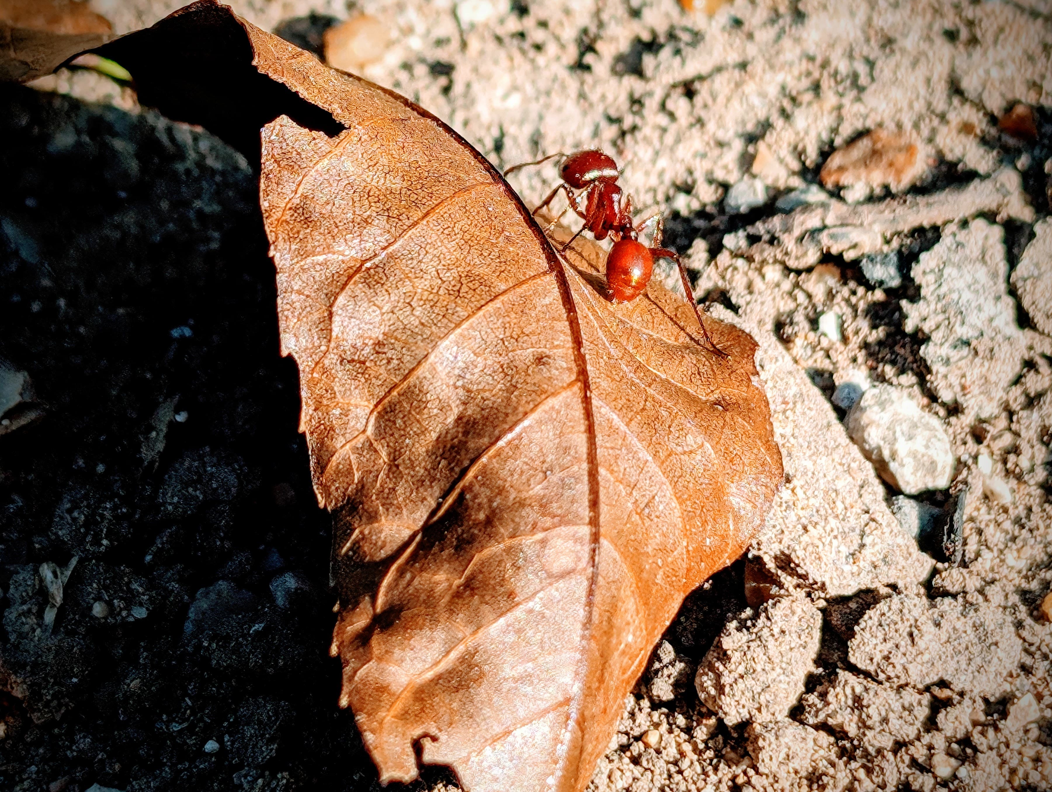 A red ant on a dry leaf.