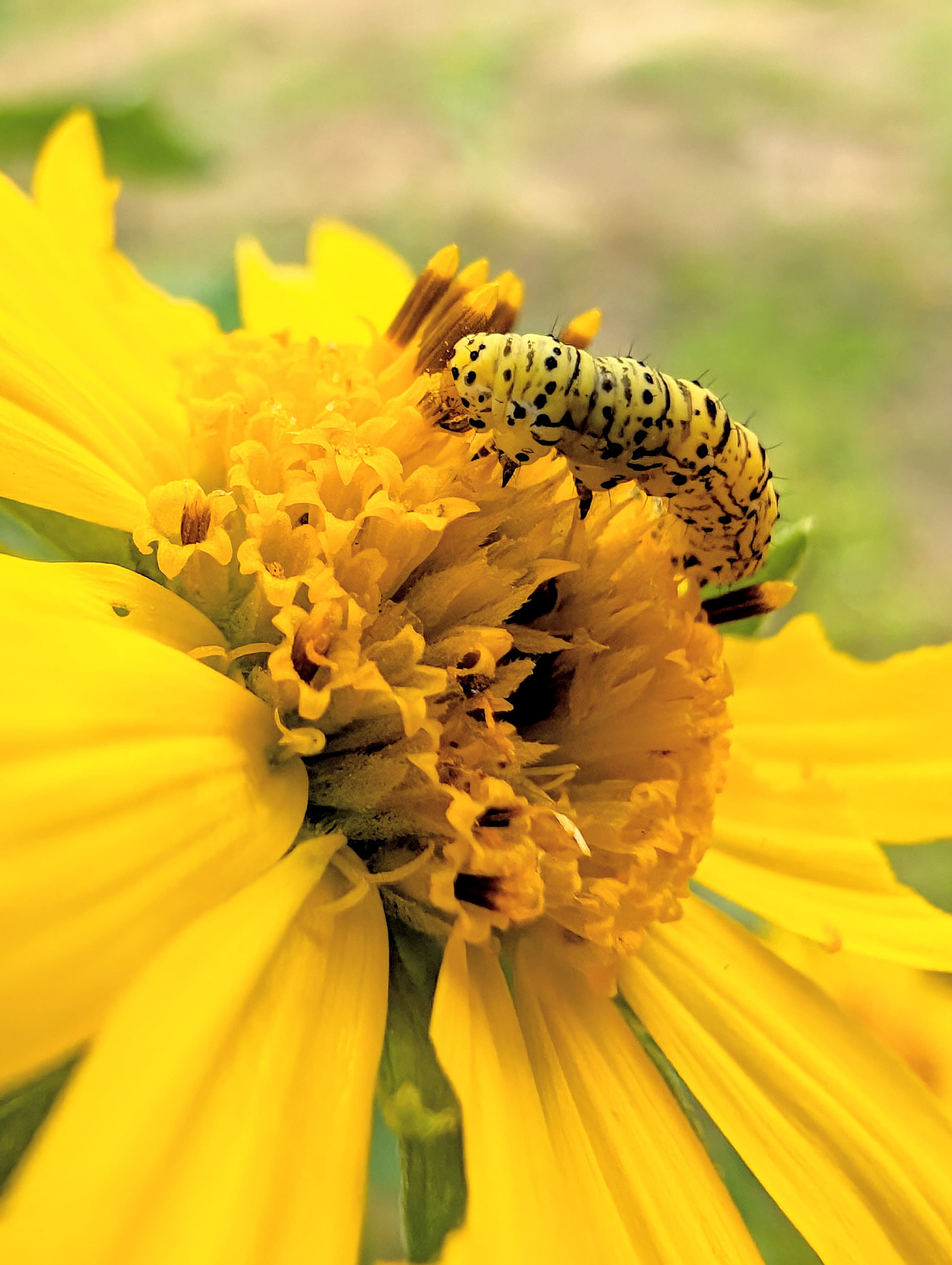 A yellow-and-black insect larva among yellow florets.