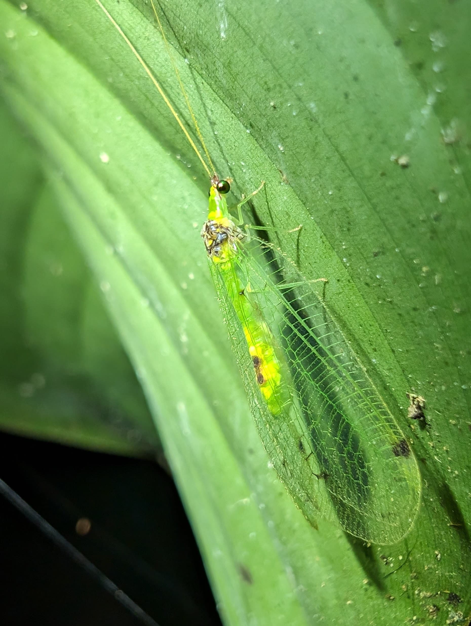 A green lacewing on a broad leaf.