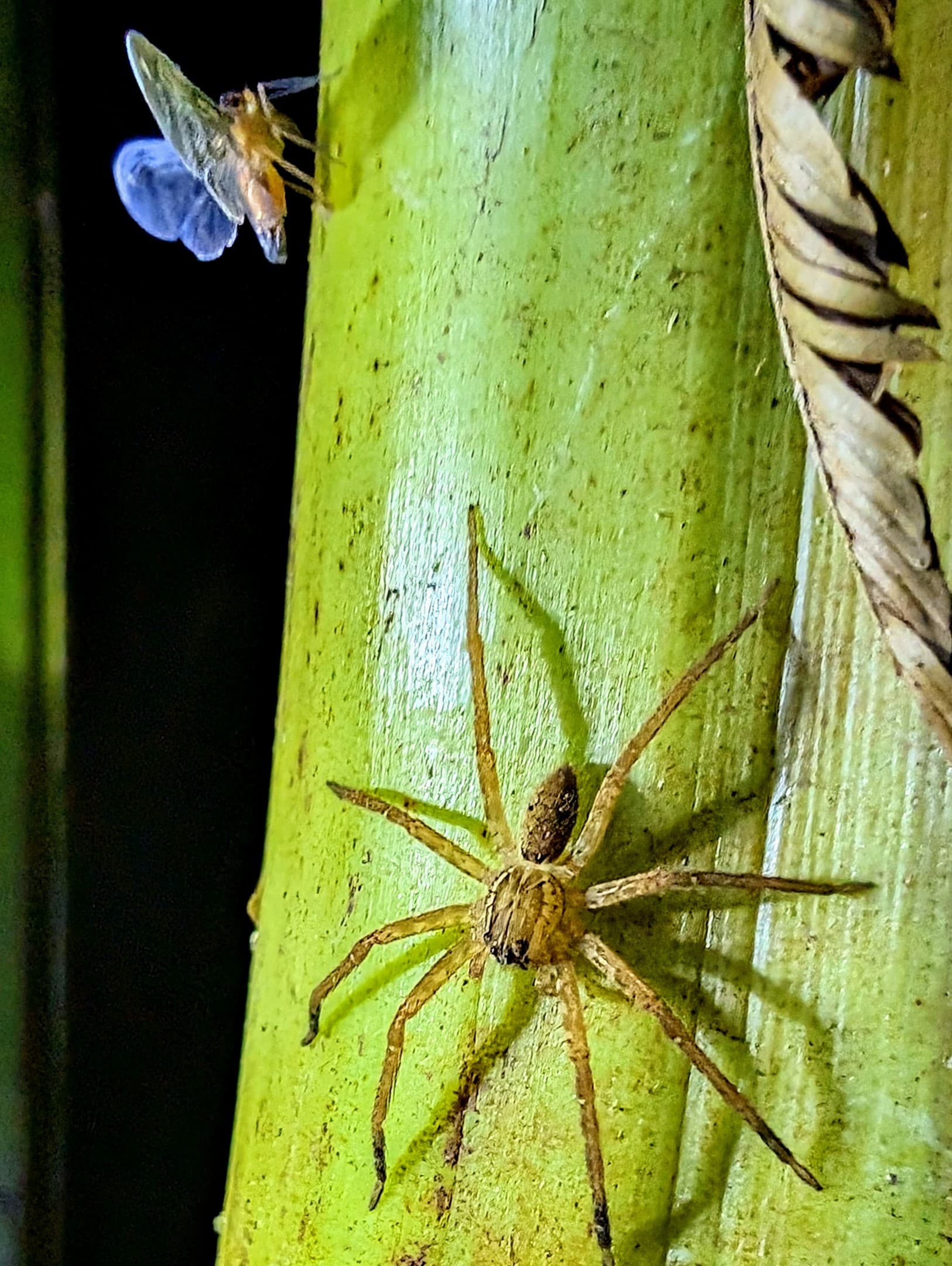 A spider on a green stem, with a small winged insect above.