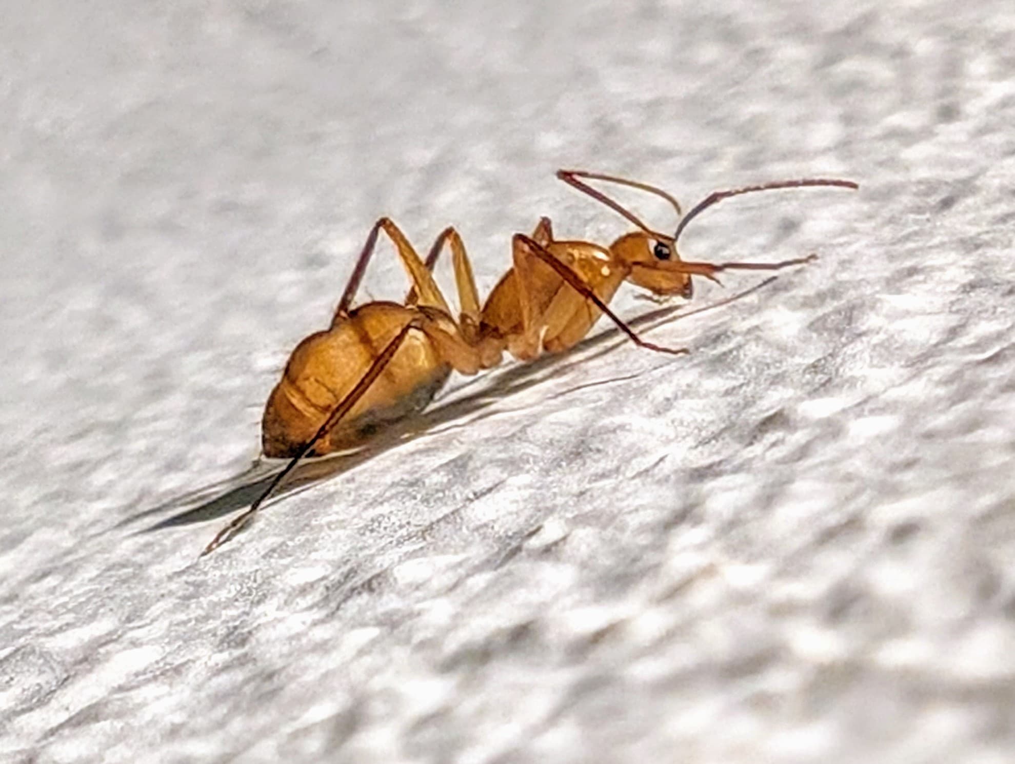 A trap-jaw ant and its shadow on a pale surface.