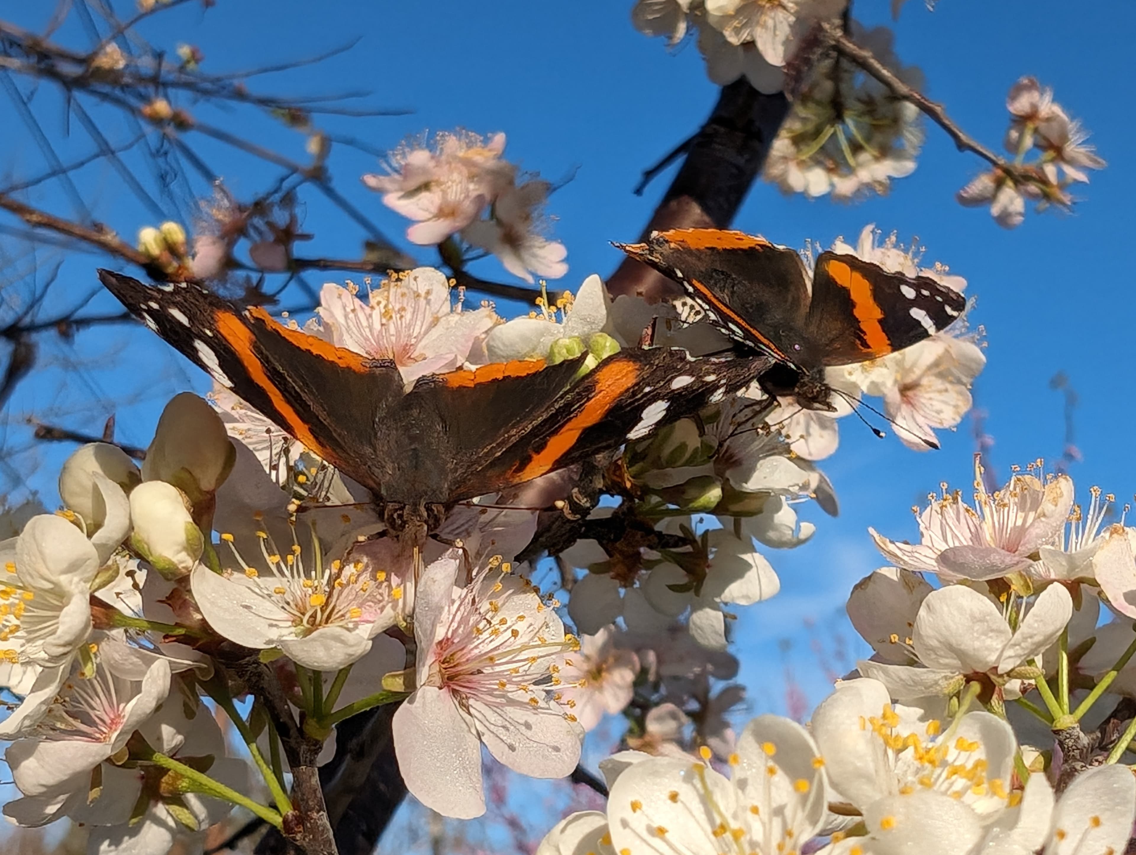 Two red admirals among white blossoms.