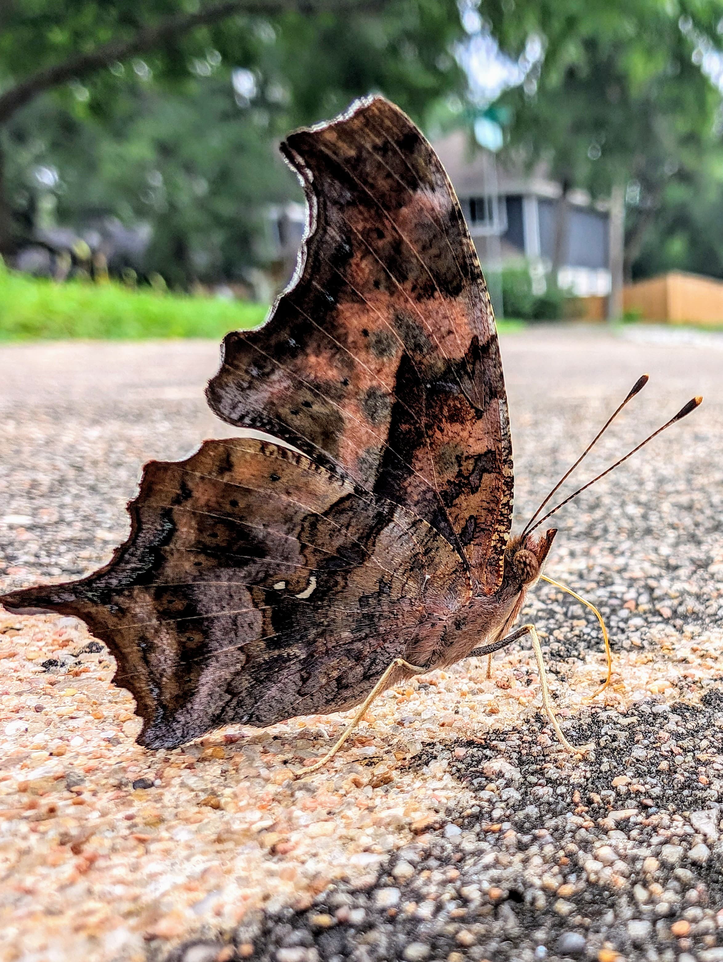 A question mark butterfly with wings folded on pavement.