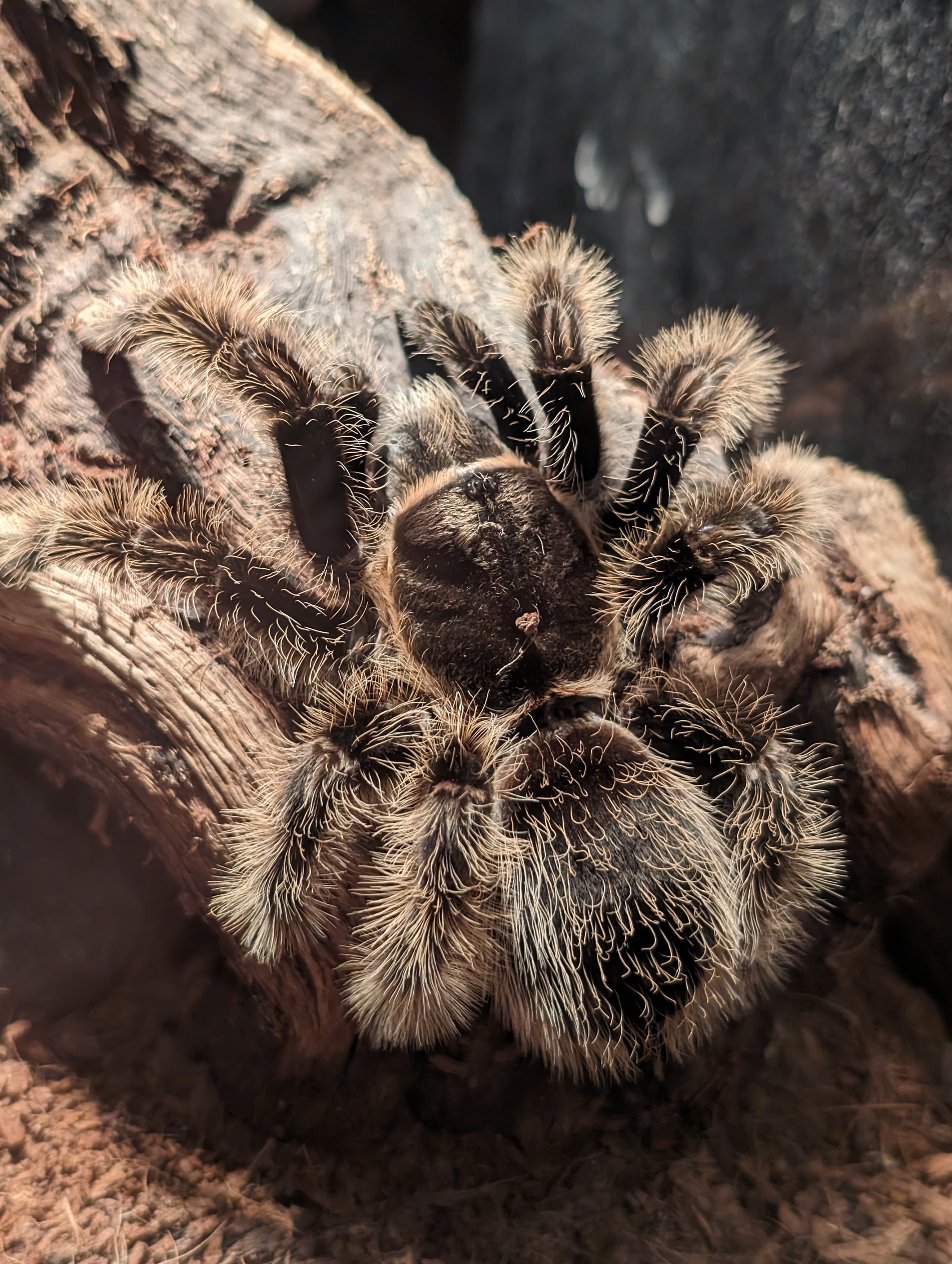 A brown-haired tarantula on textured bark.
