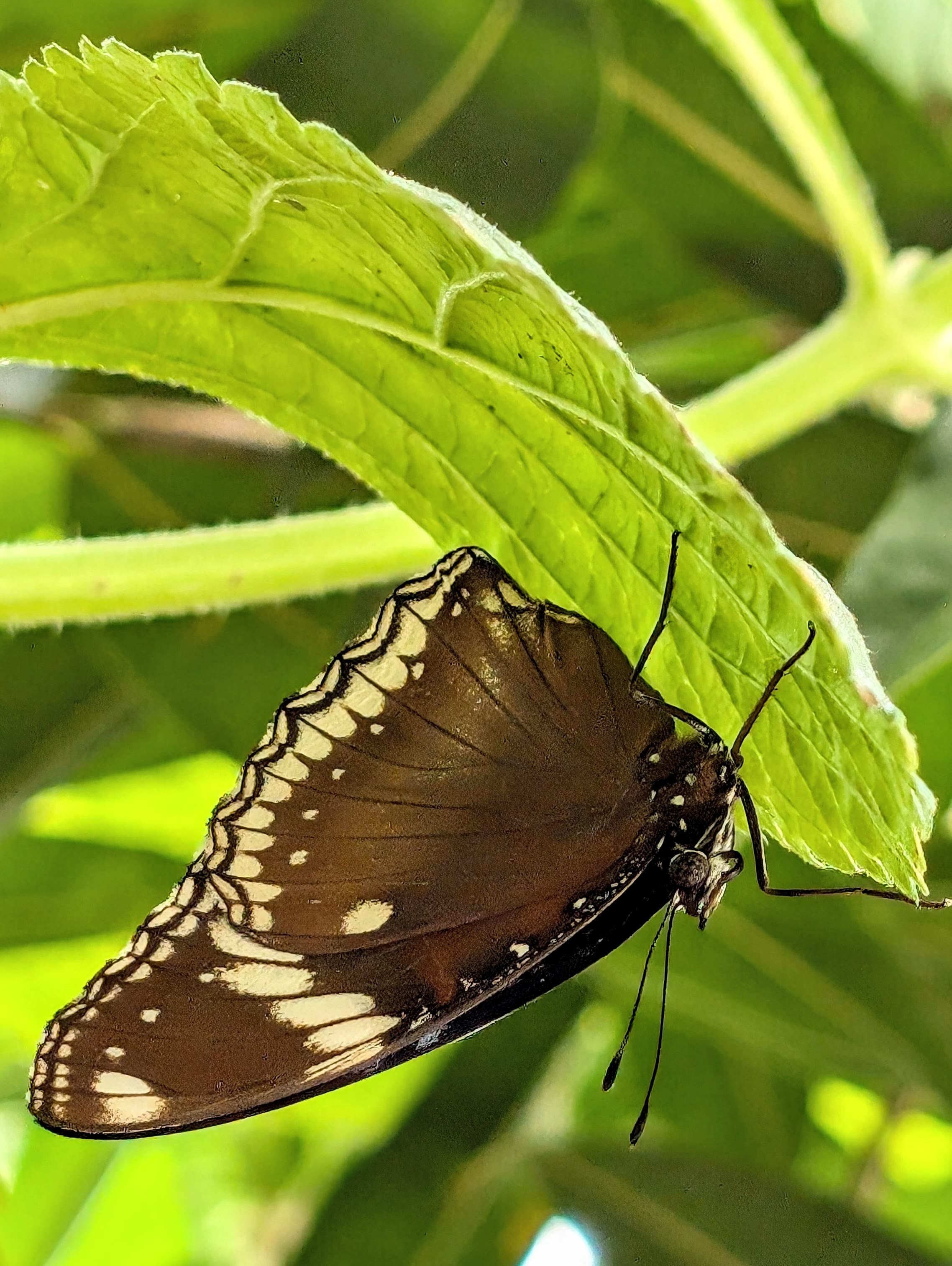 A likely eggfly butterfly (Hypolimnas) beneath a leaf.