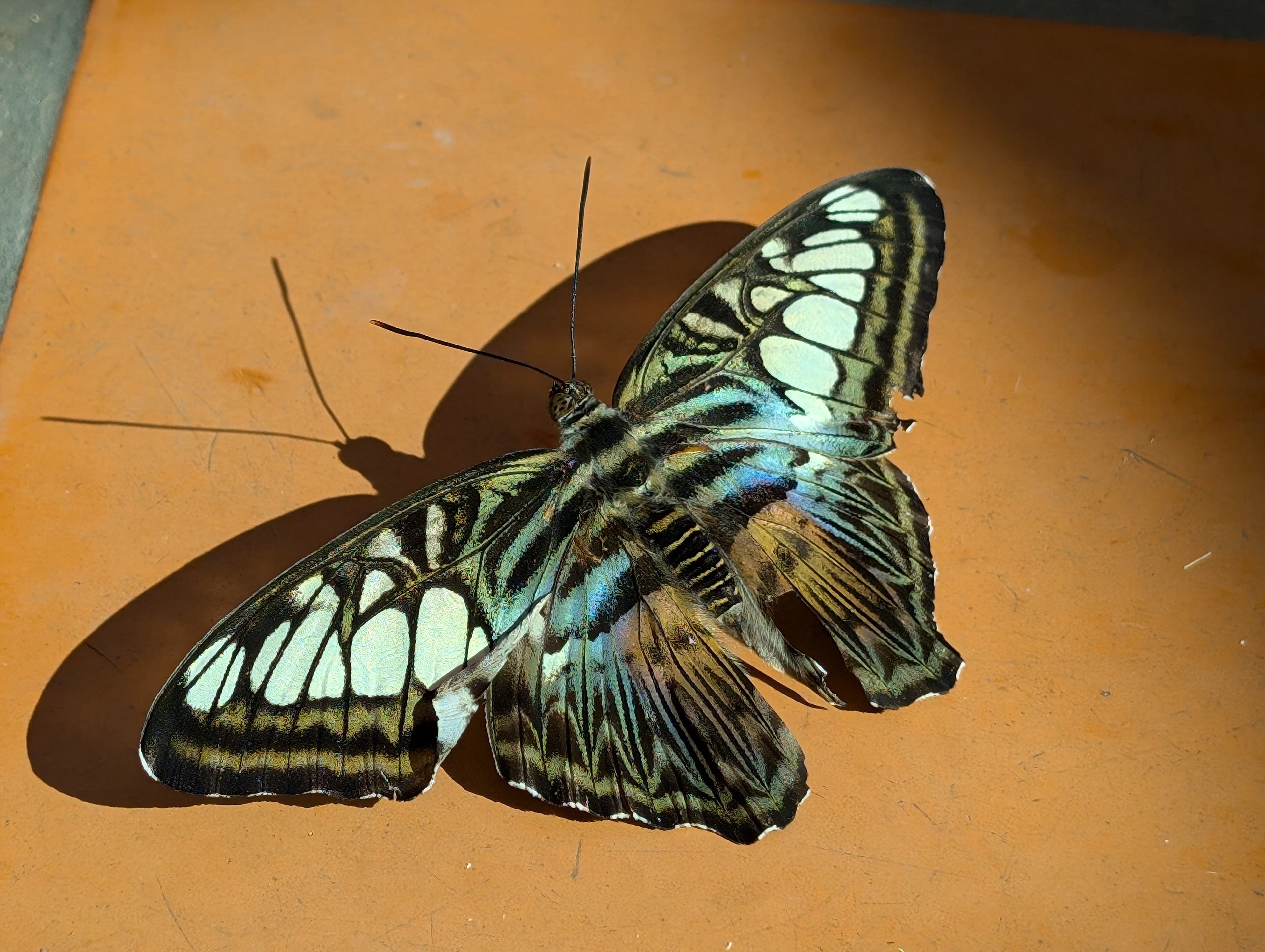 A clipper butterfly and its shadow on orange tile.