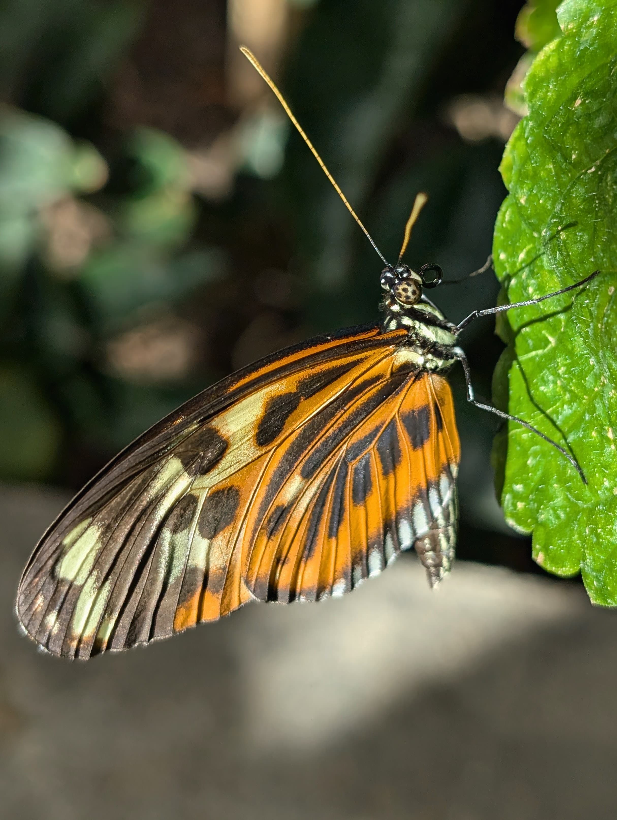 A likely longwing butterfly (Heliconius) on a leaf.