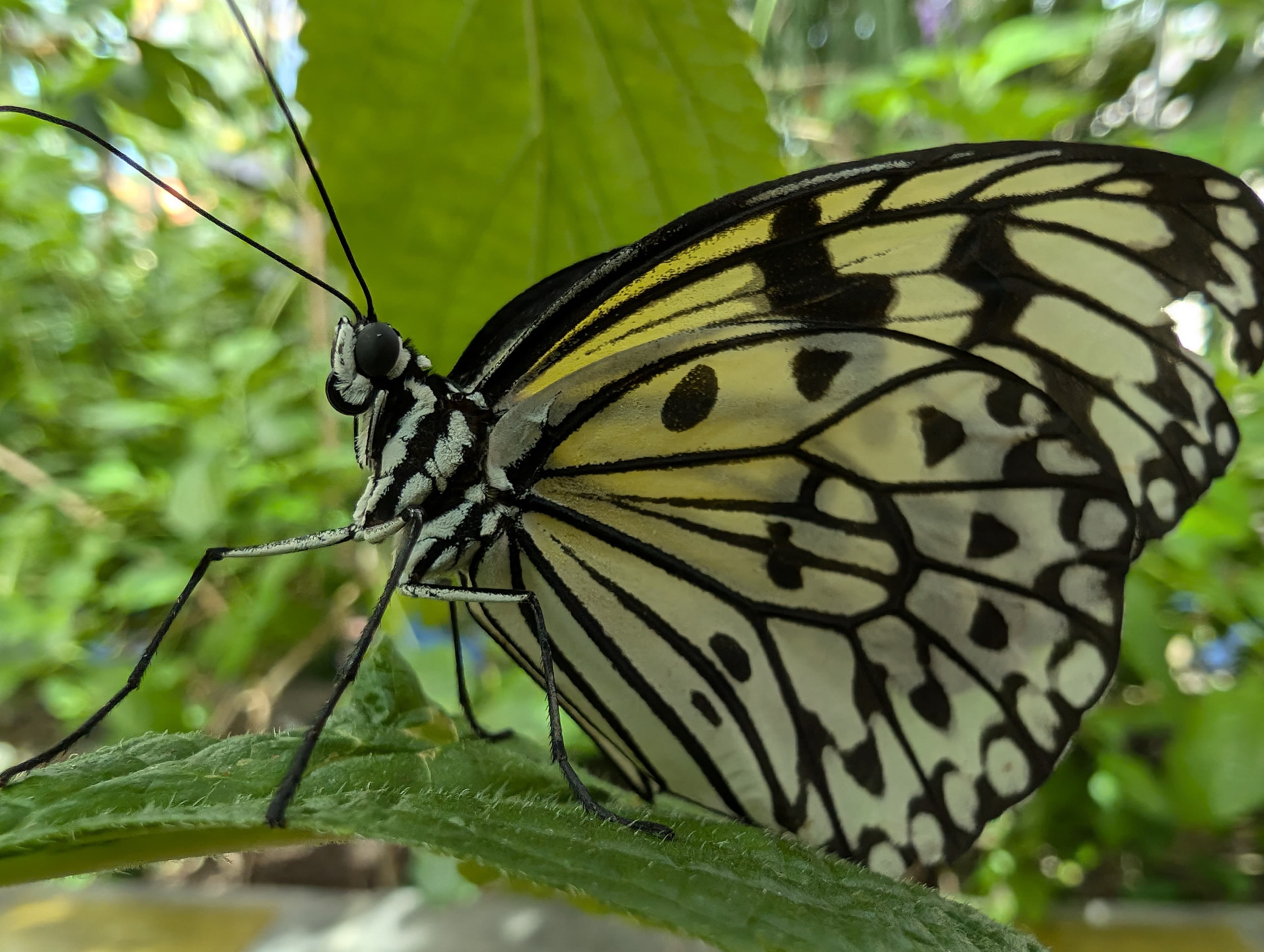 A paper kite butterfly beneath green foliage.