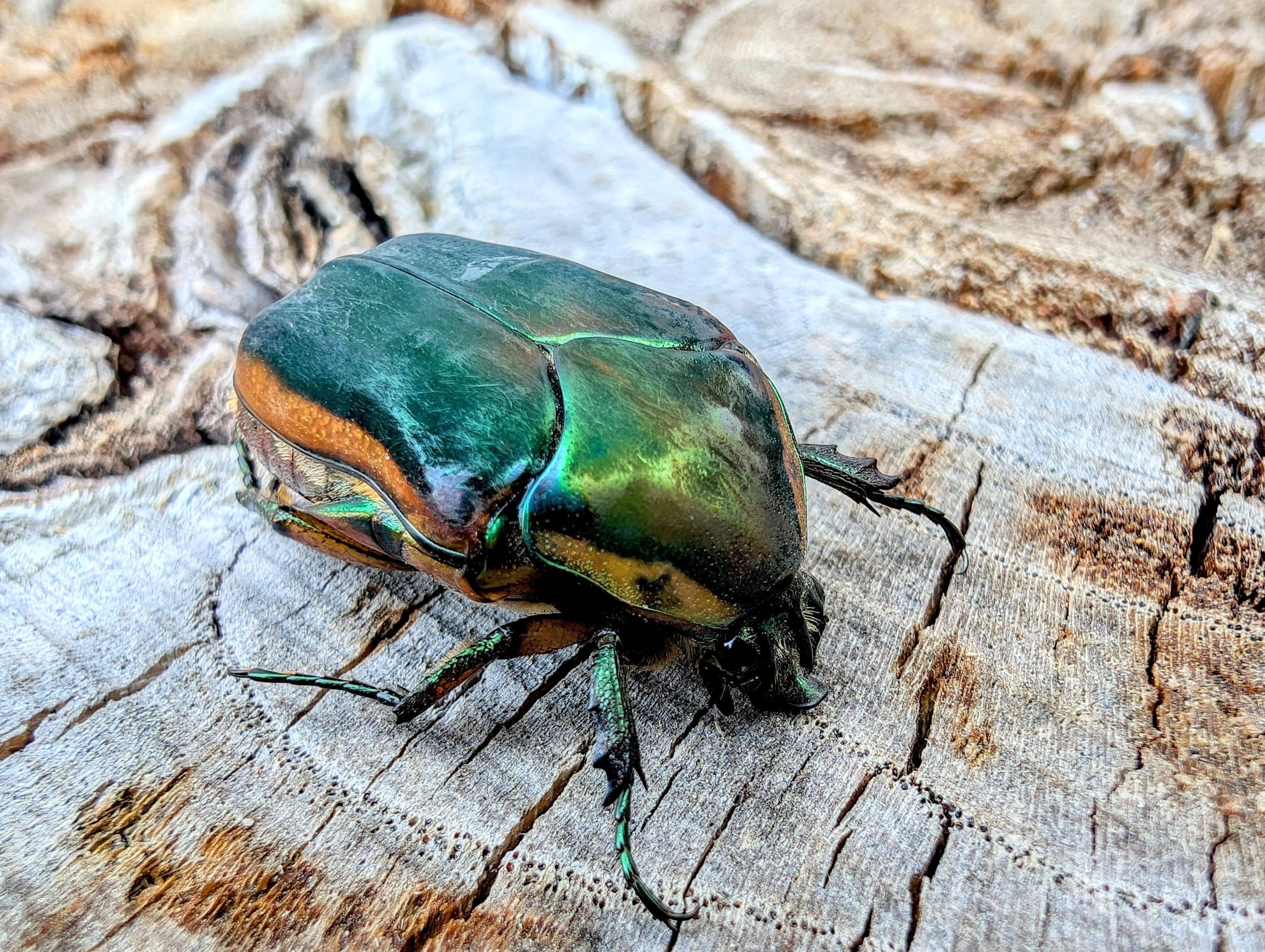A green beetle, likely Cotinis, on pale, cracked bark.