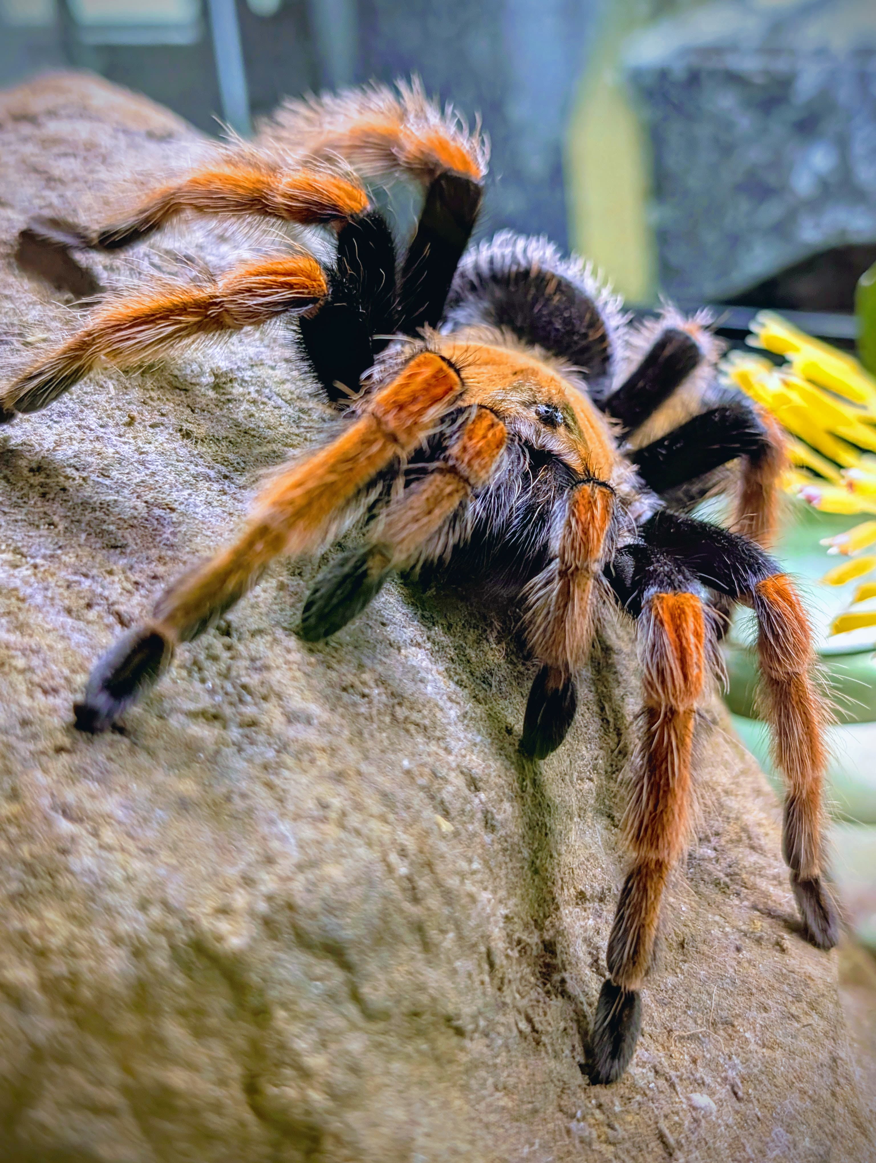 An orange-haired tarantula on a rock.