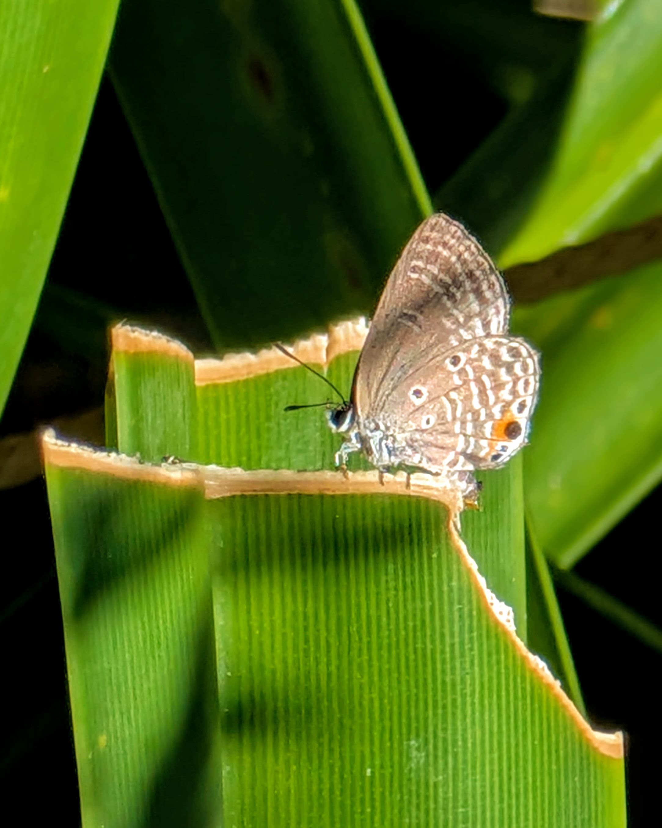 A likely cycad blue butterfly on a torn leaf.