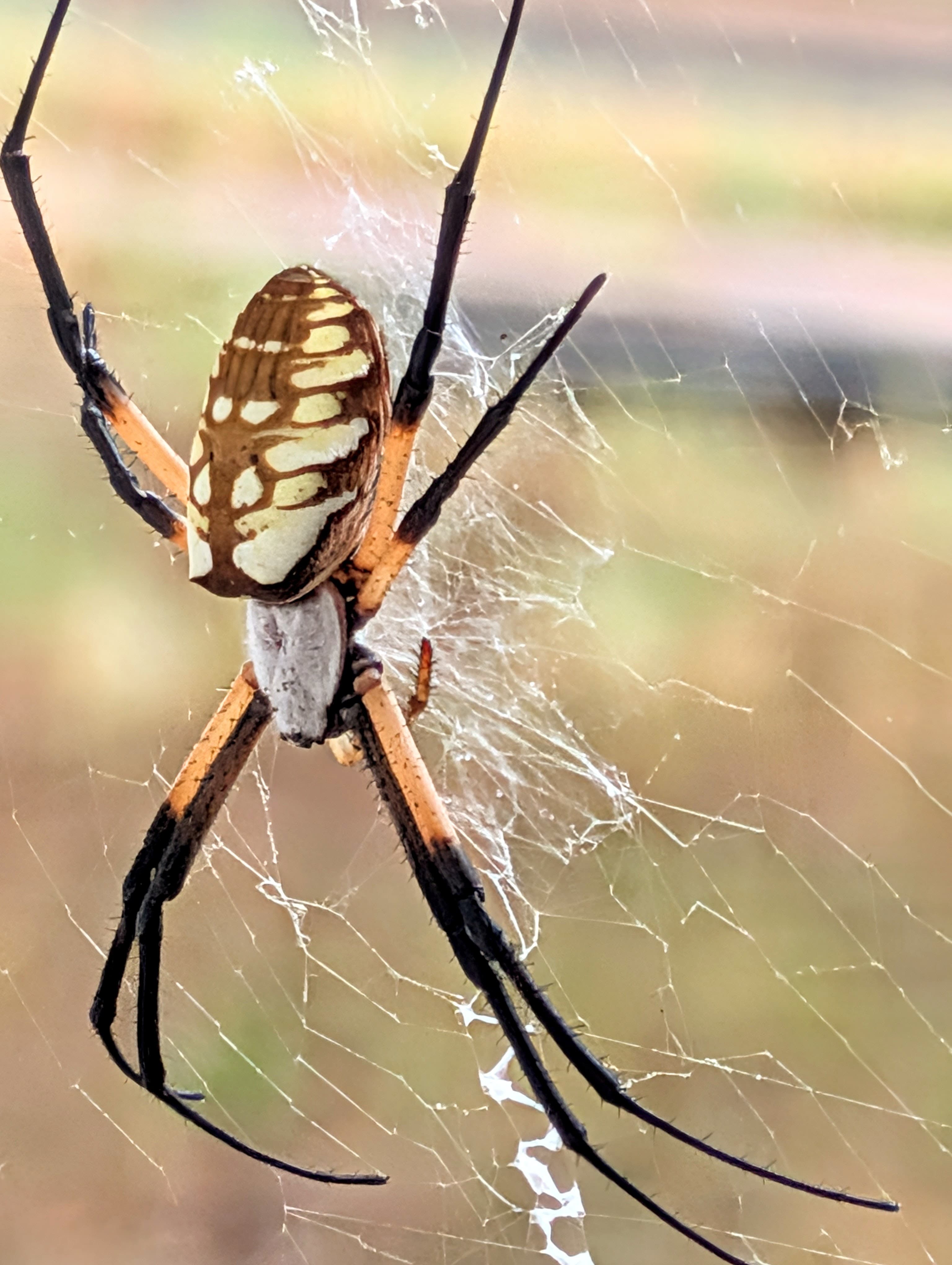 A black-and-yellow garden spider in its web.
