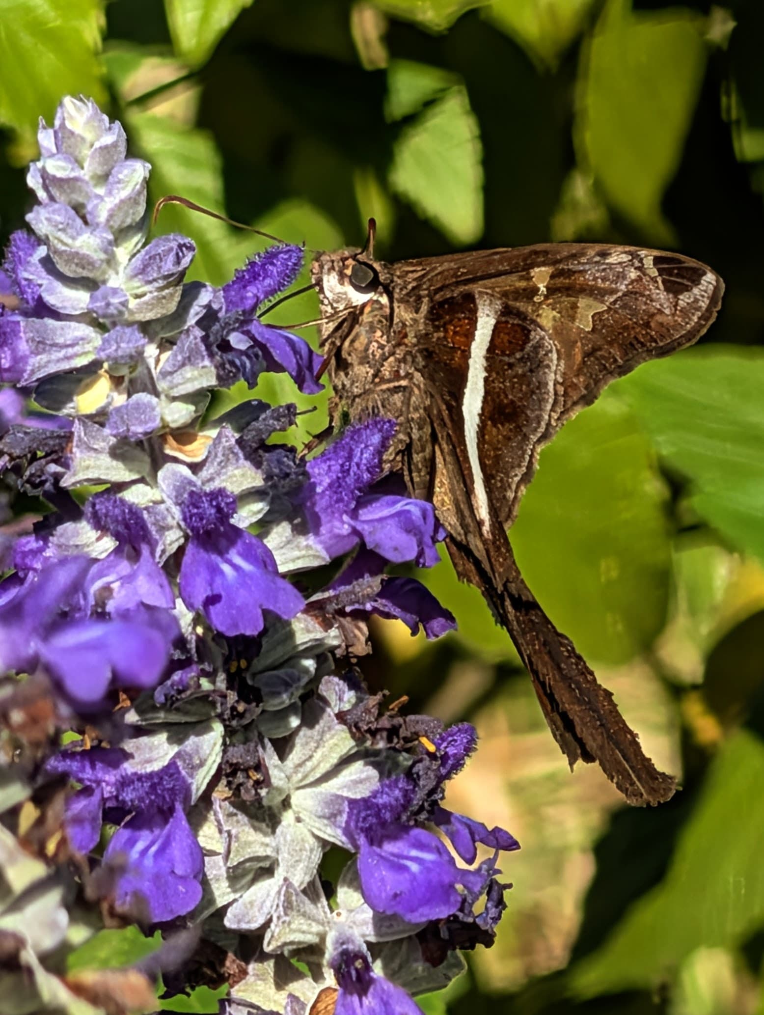 A white-striped longtail on purple flowers.
