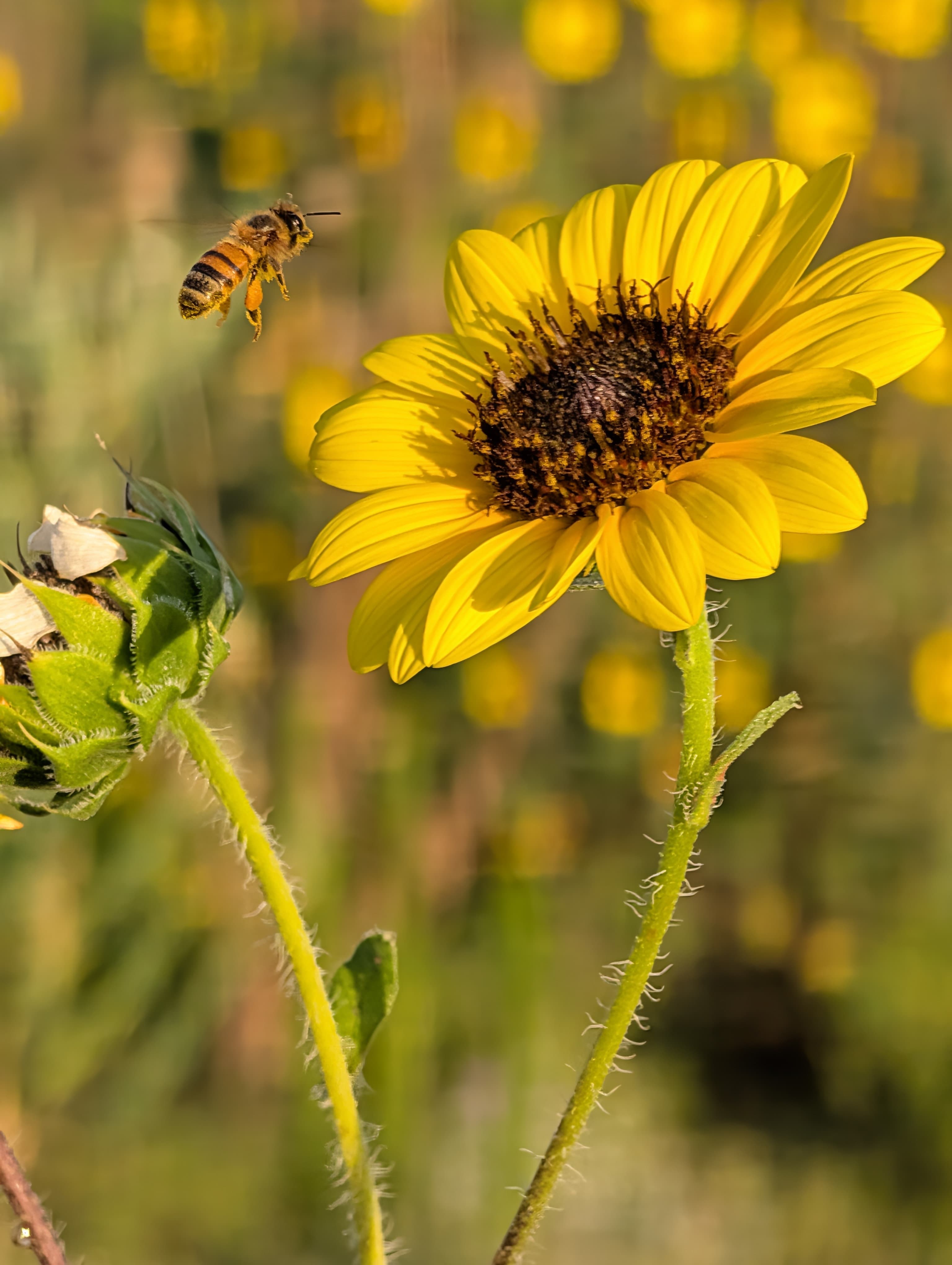 A honey bee in flight beside a sunflower.