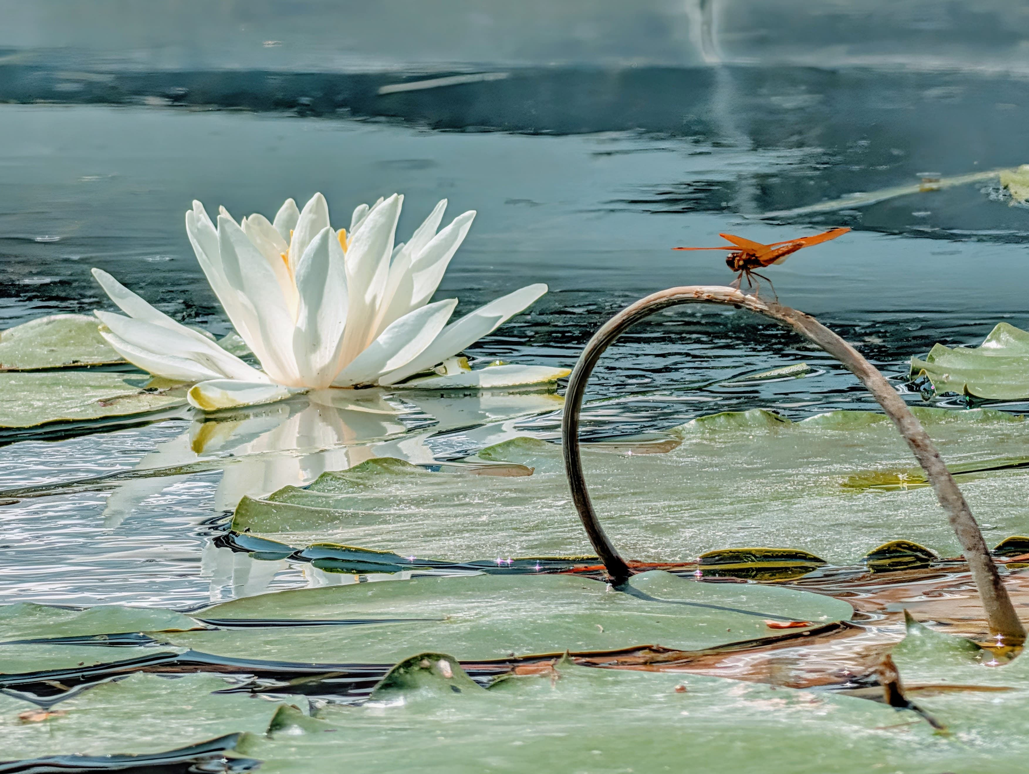 A likely eastern amberwing beside a white water lily.