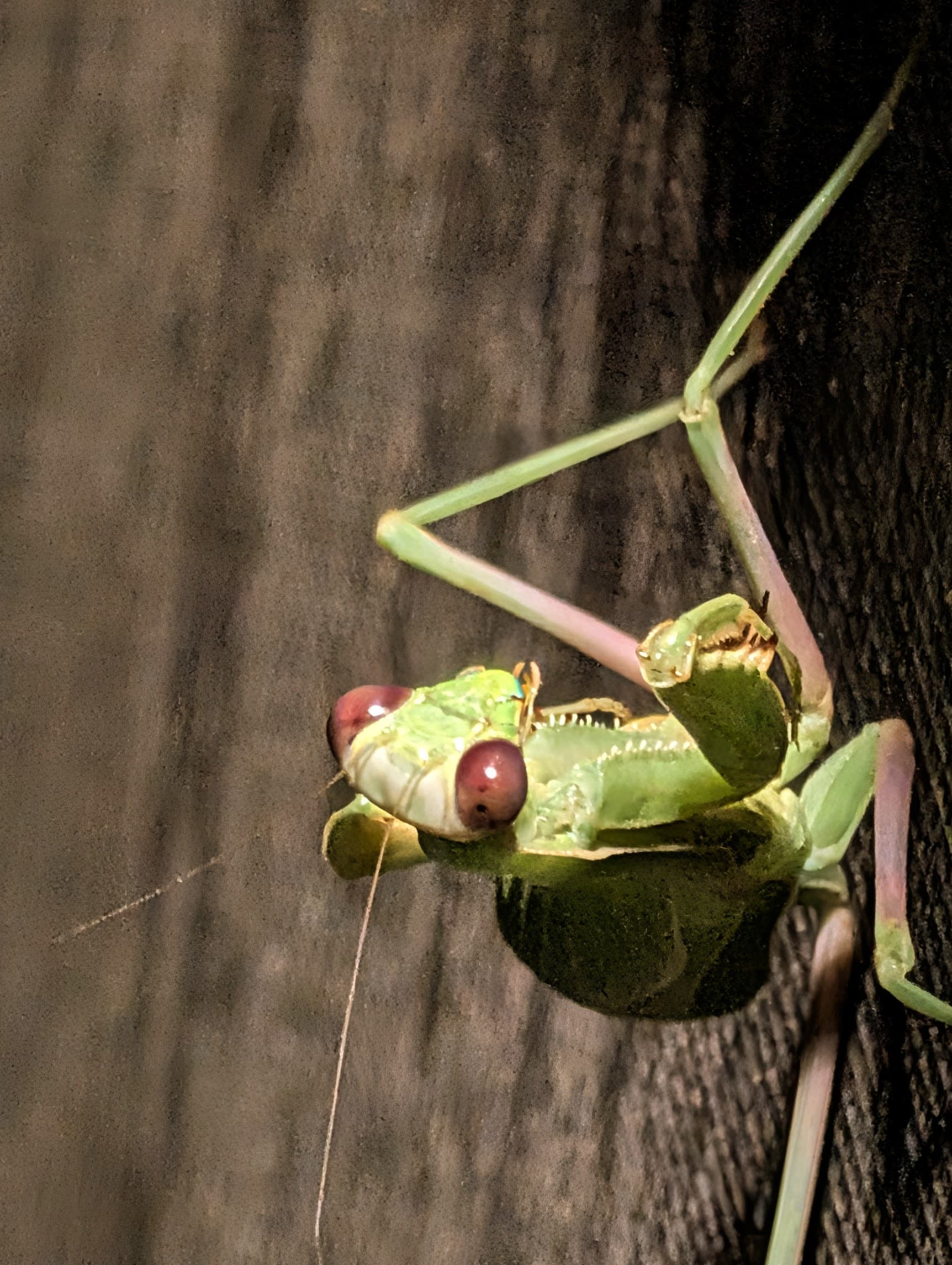 A praying mantis at a wooden edge.