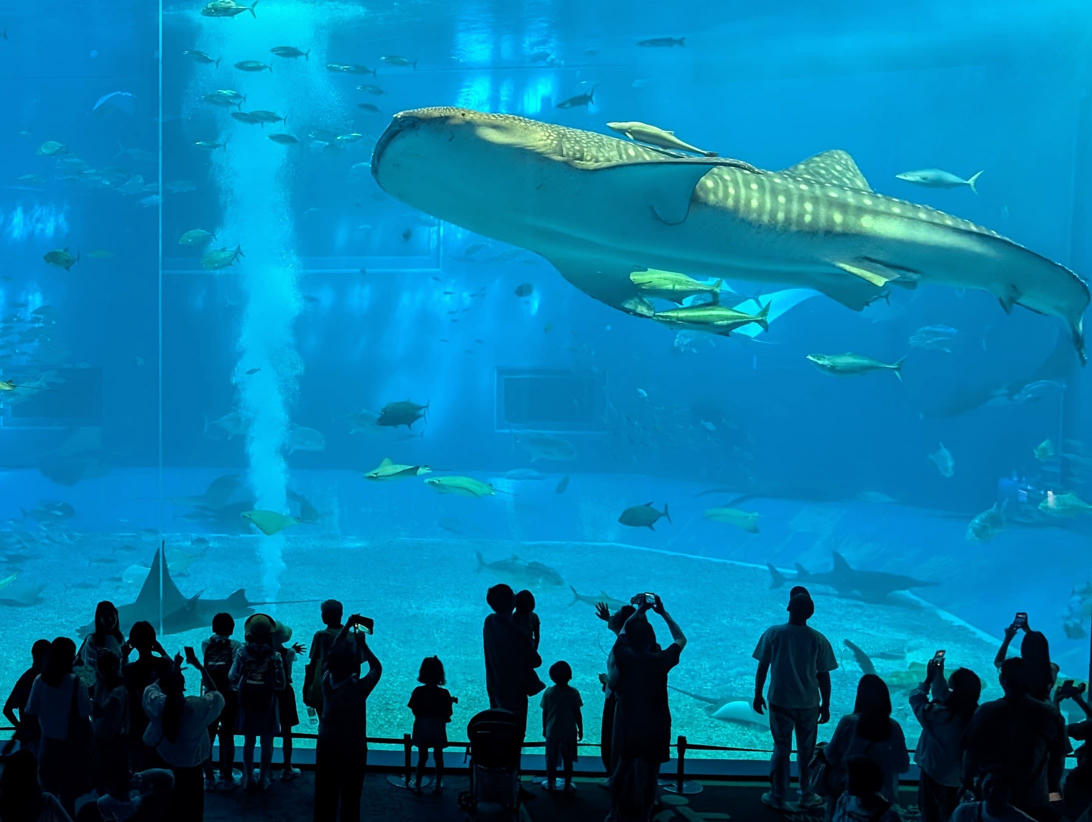 A whale shark swimming above silhouetted aquarium visitors in Motobu, Okinawa.
