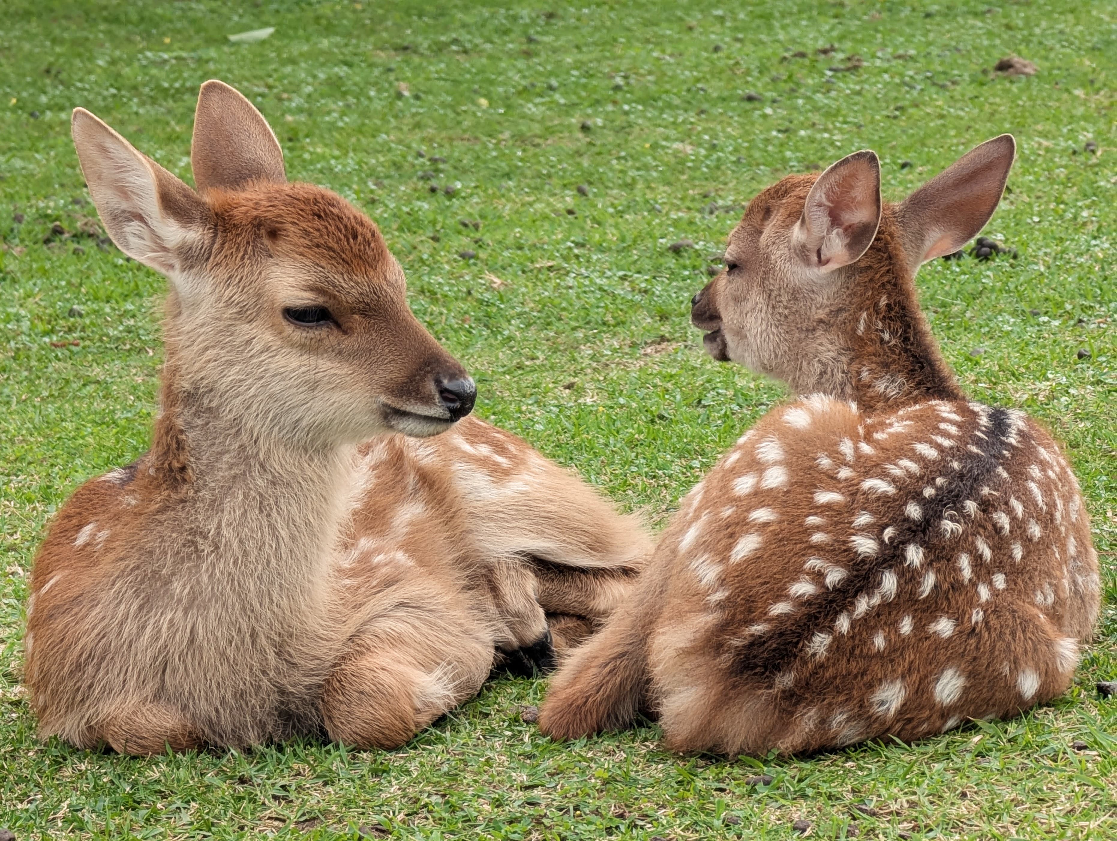 Two deer resting in the grass in Nara.