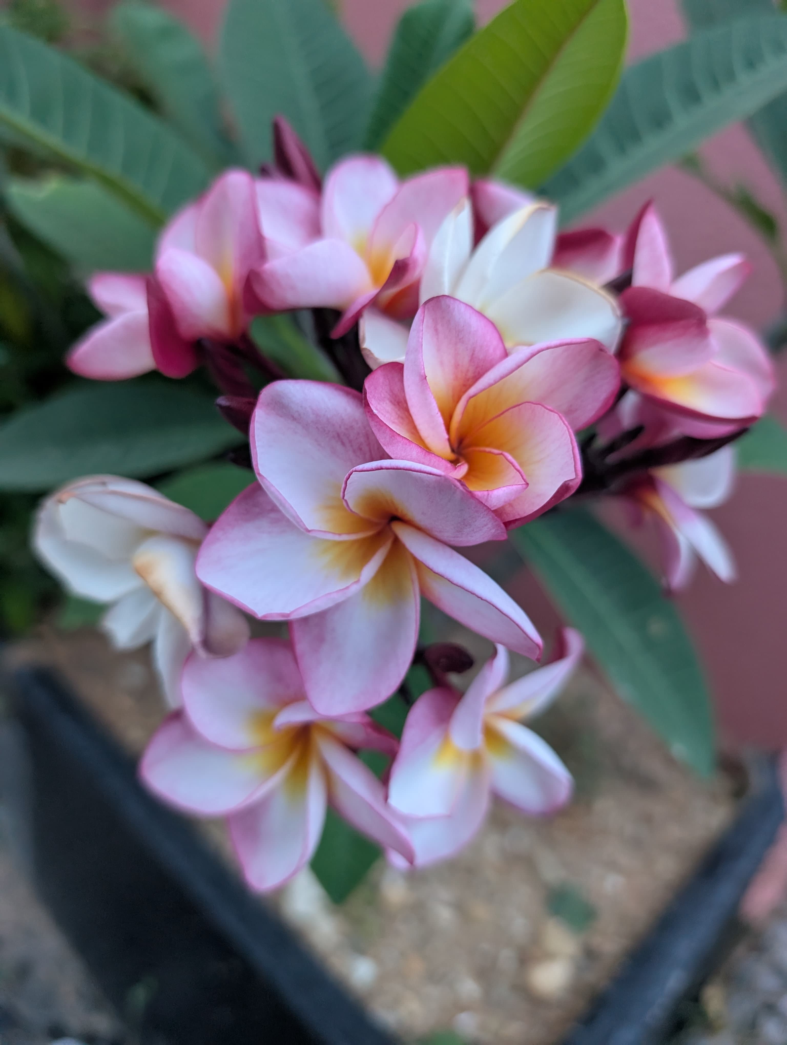 Pink and white plumeria flowers in Okinawa.