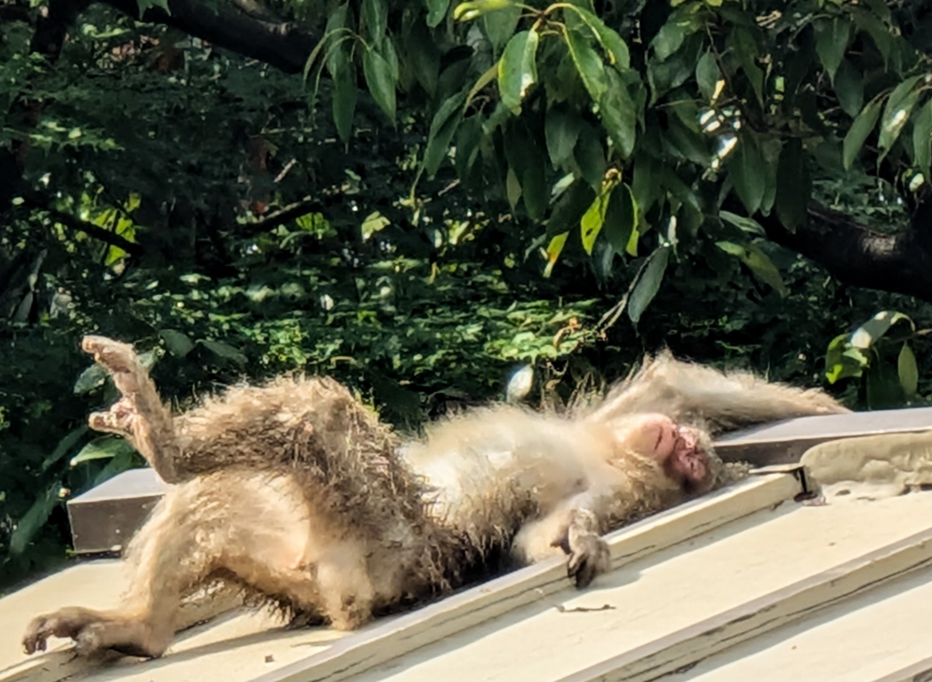 A macaque stretched out on a roof in Kyoto.