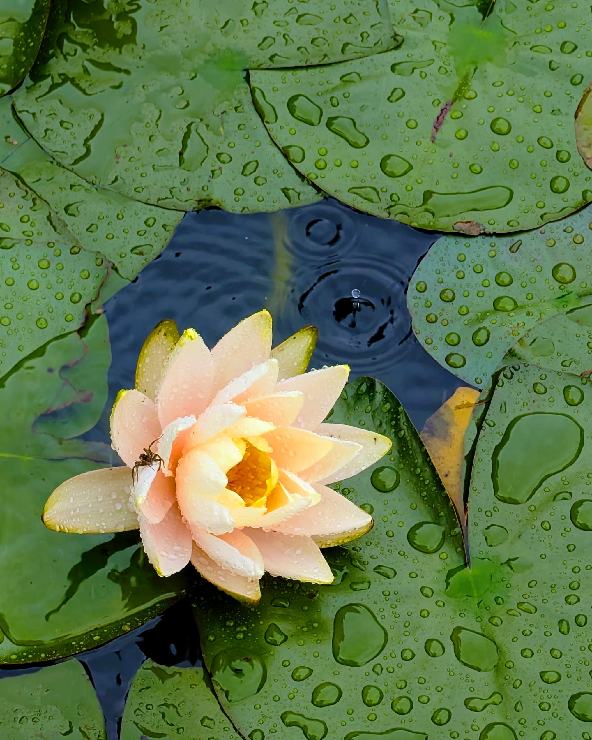 A water lily surrounded by rain-covered leaves in Shibuya.