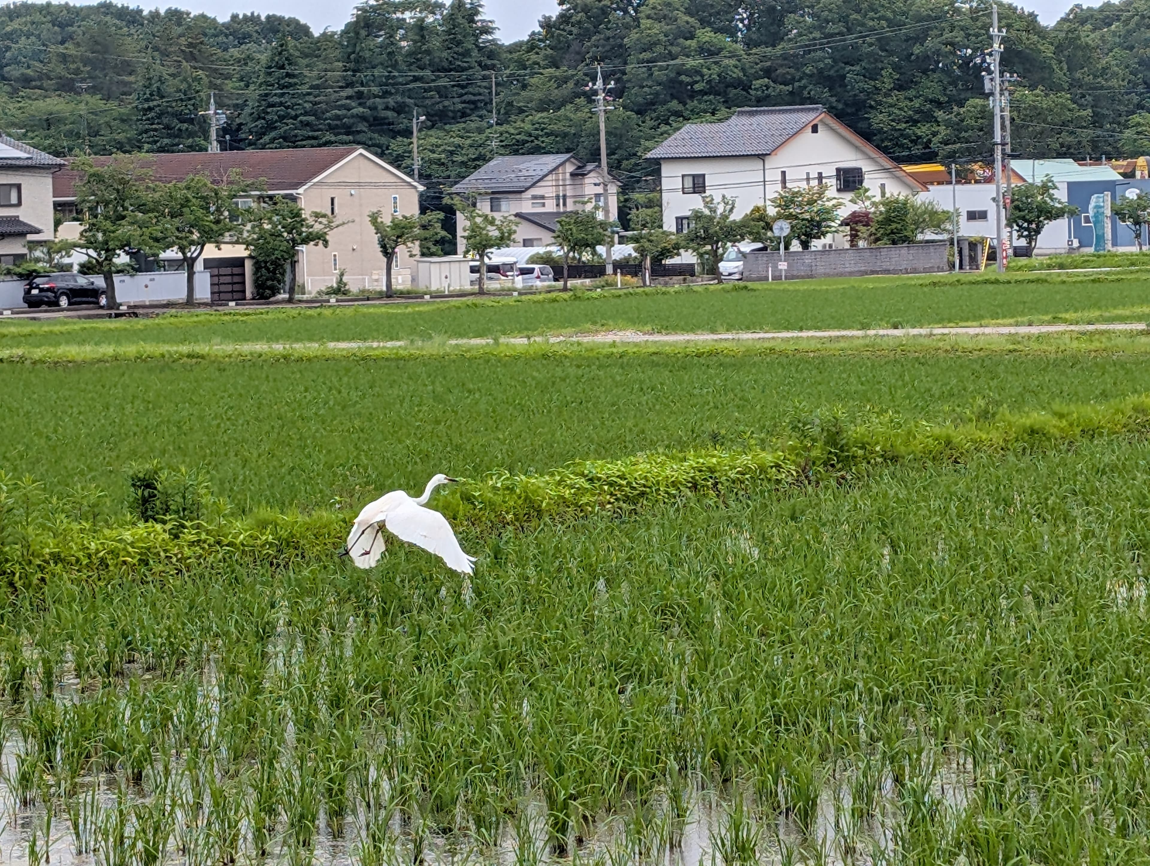 An Intermediate Egret (チュウサギ) takes flight above rice fields in Nomi, near Kanazawa, Japan.